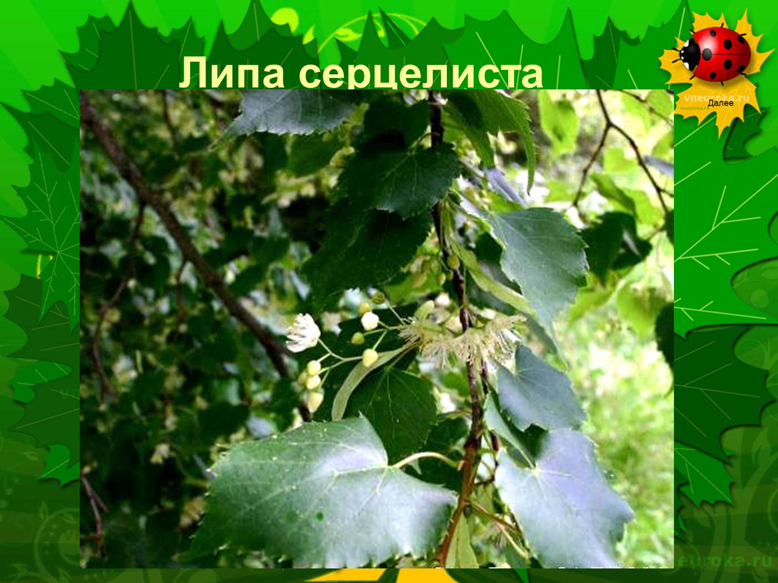Презентація на тему «Екологічні проблеми лісів України» - Слайд #54