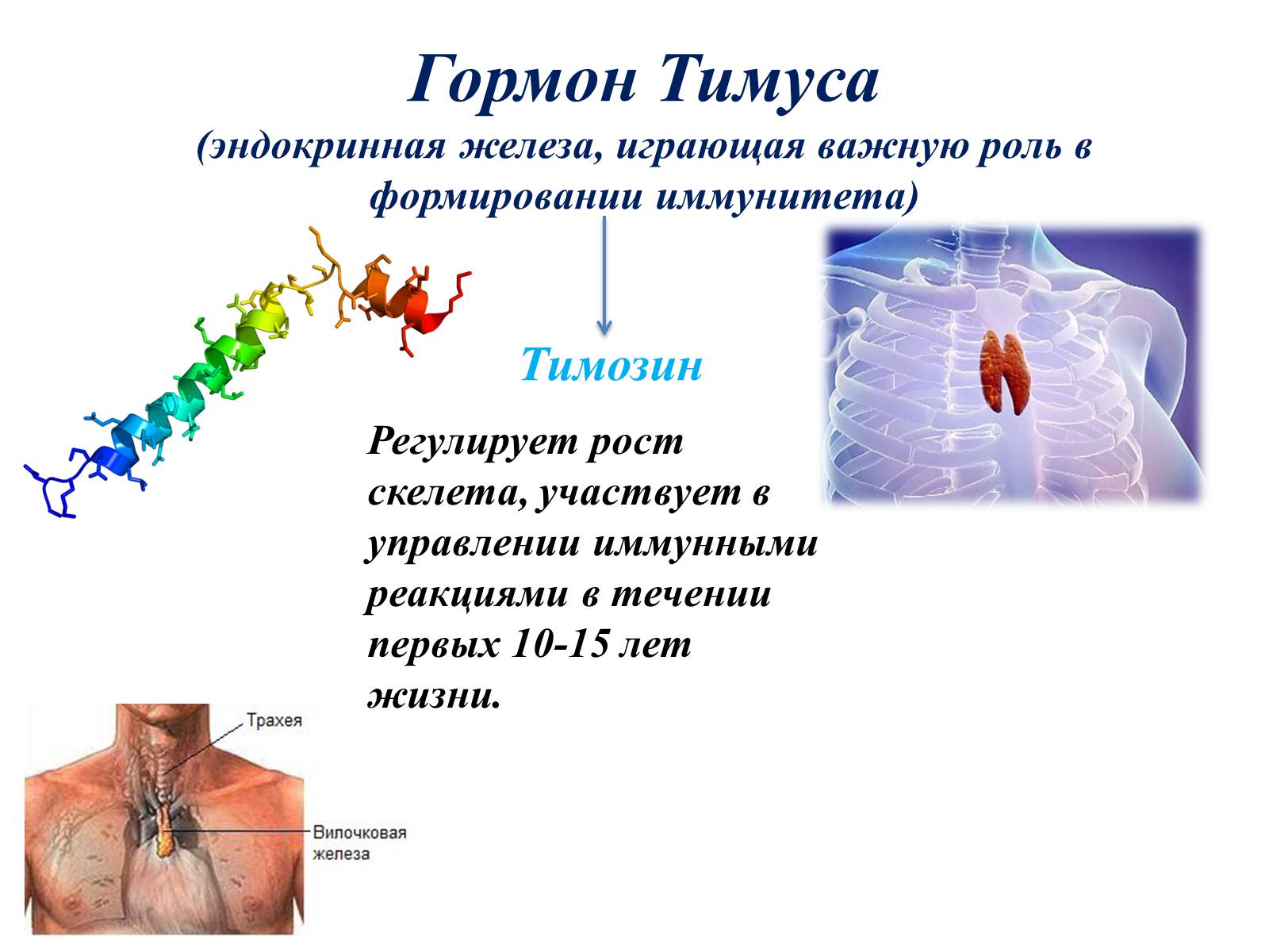 Тимус вилочковая железа гормоны