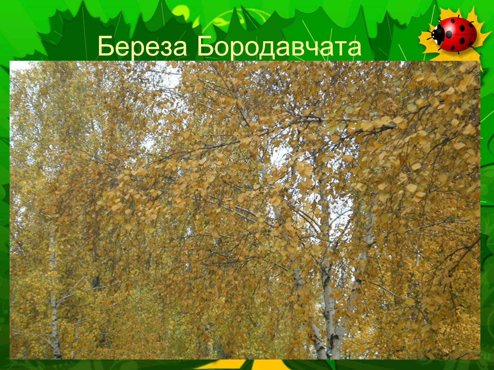 Презентація на тему «Екологічні проблеми лісів України» - Слайд #56