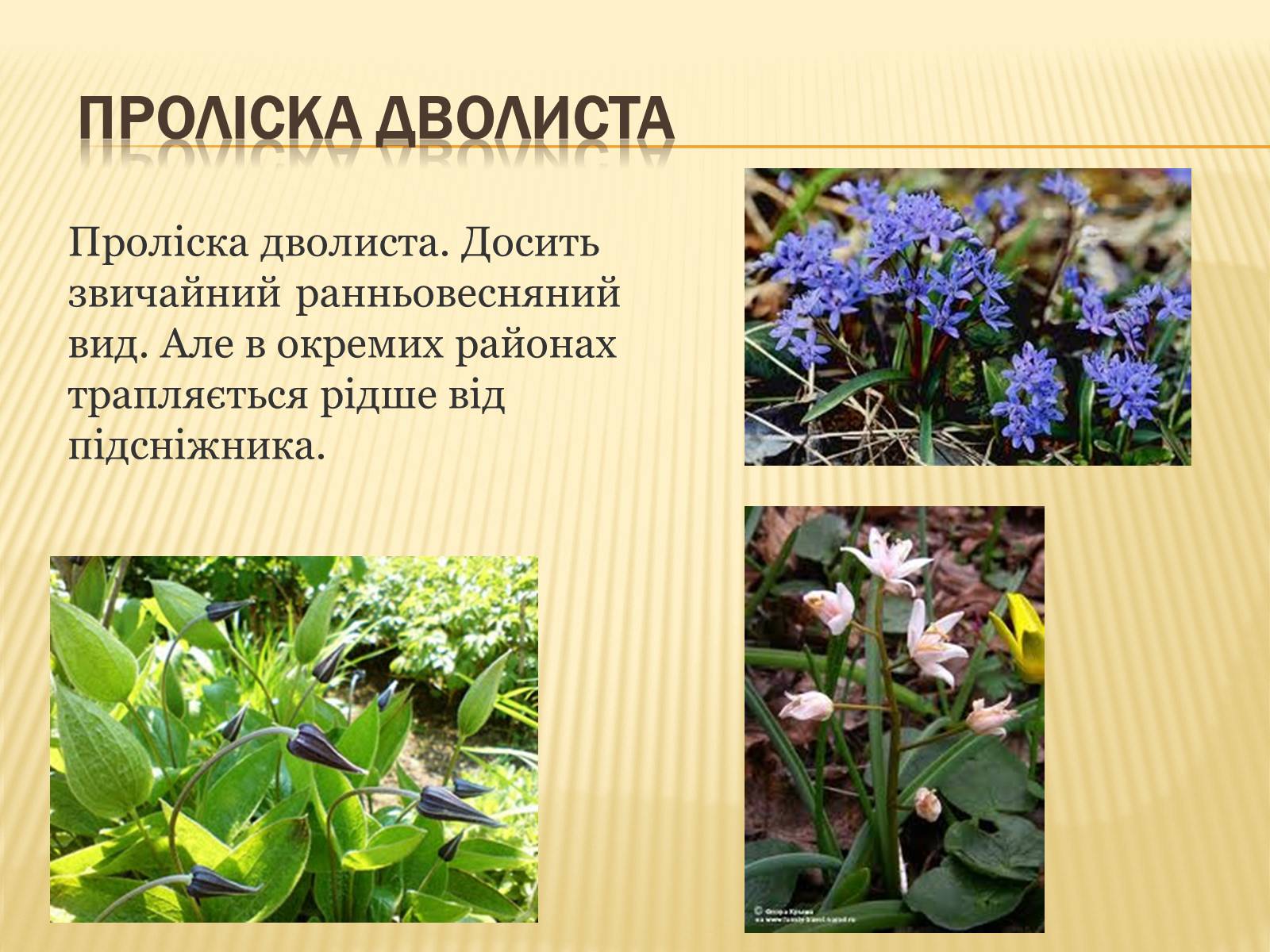 Презентація на тему «Рослини занесені до Червоної книги України» - Слайд #9