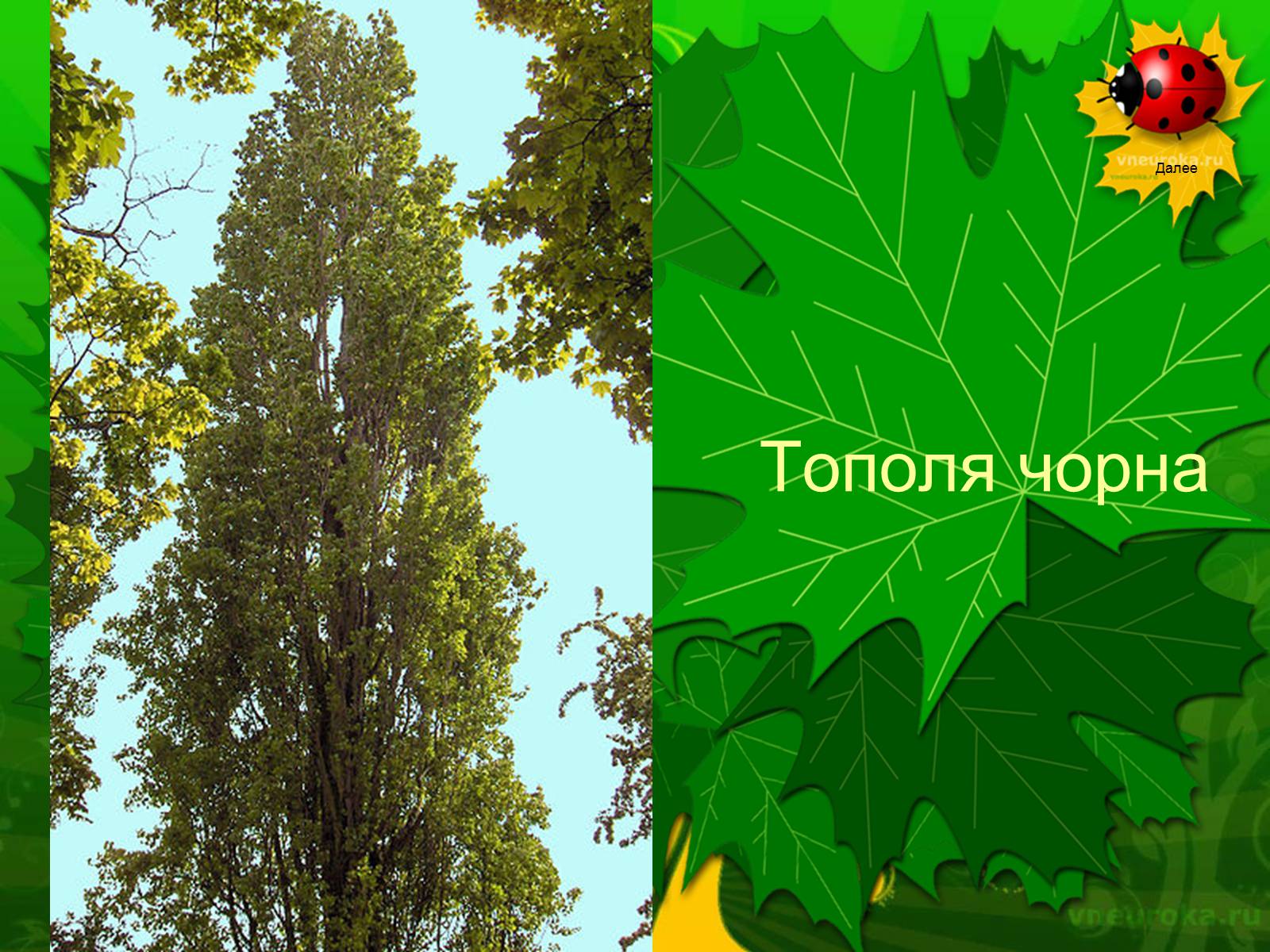 Презентація на тему «Екологічні проблеми лісів України» - Слайд #57