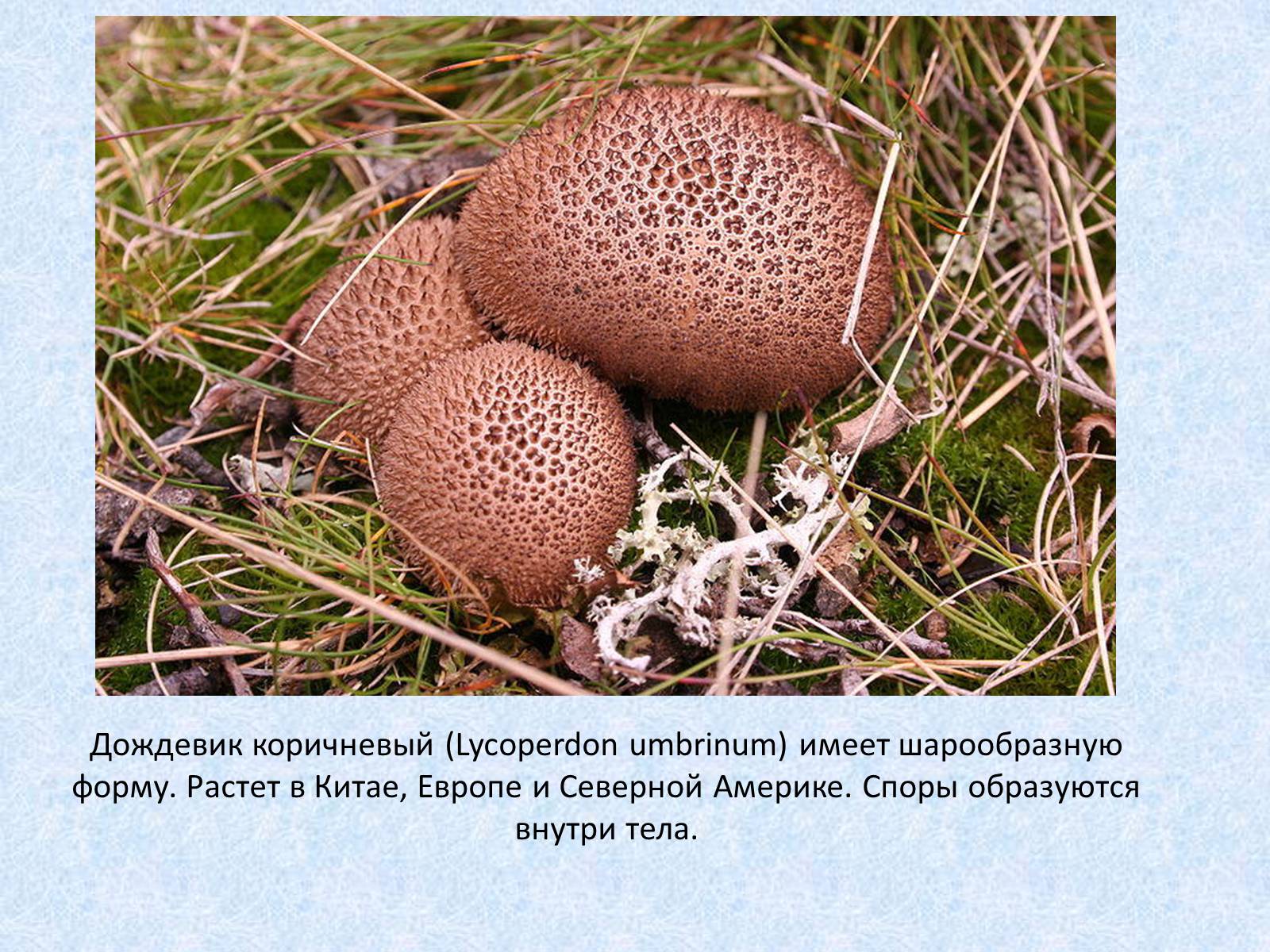 Презентація на тему «Самые красивые грибы» - Слайд #11