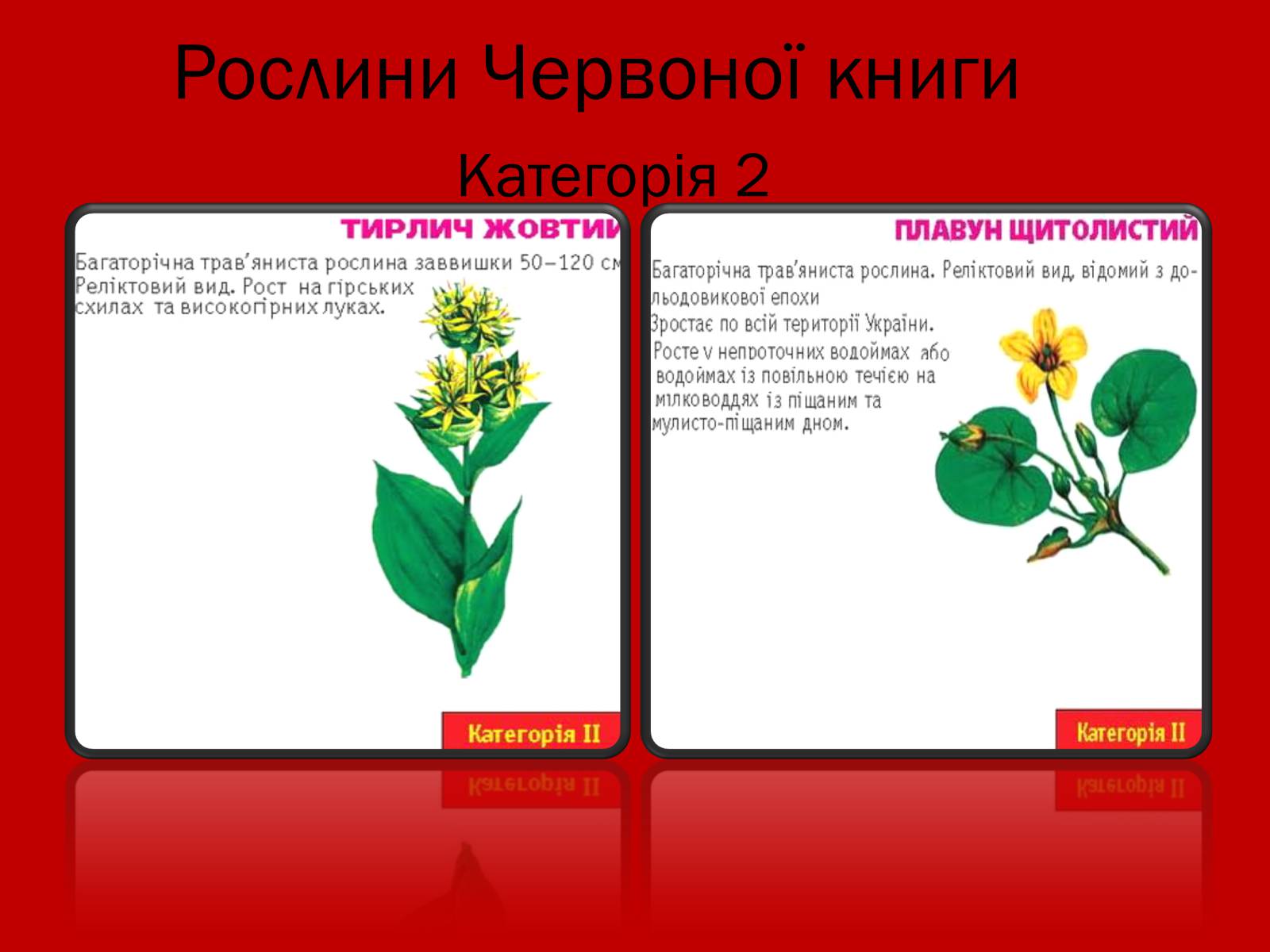 Презентація на тему «Тваринний і рослинний світ Червоної книги» - Слайд #9