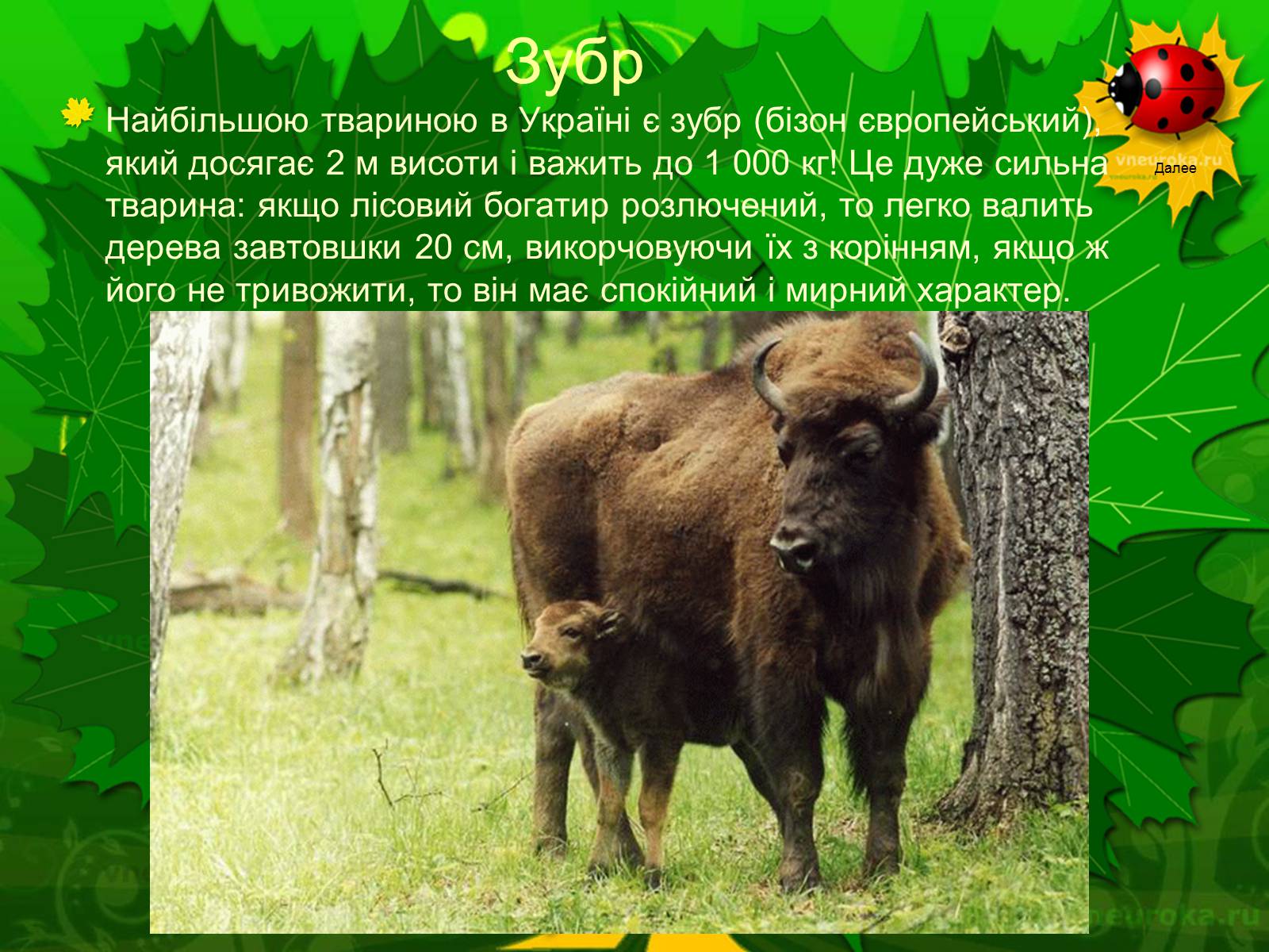 Презентація на тему «Екологічні проблеми лісів України» - Слайд #62