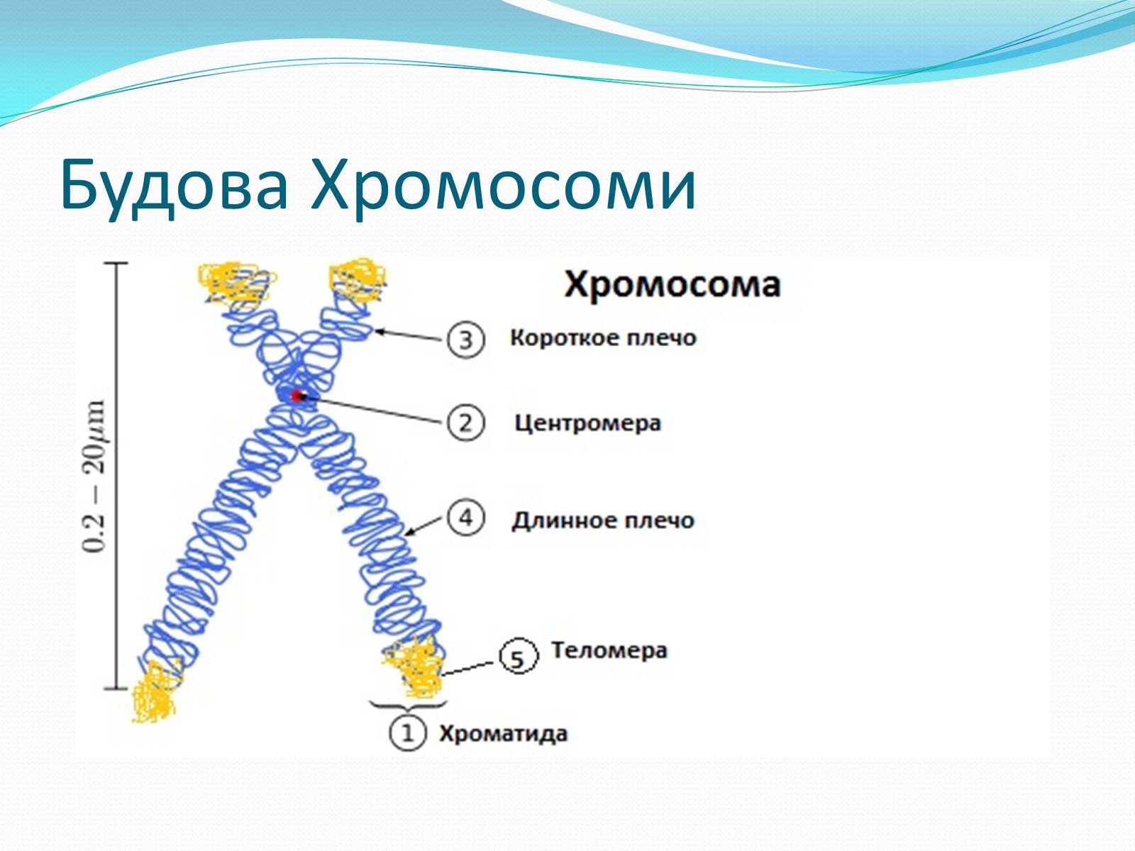 Презентація на тему «Хромосоми.Будова Хромосом.Каріотип» - Слайд #5