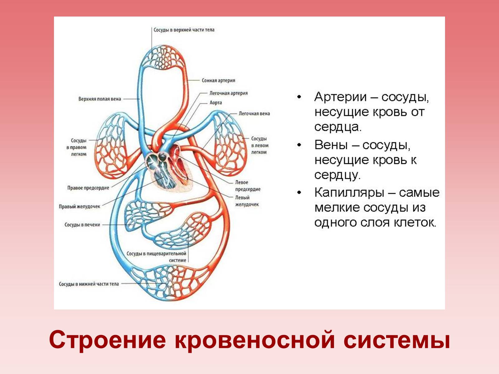 Система кровообращения человека сердце и кровеносные сосуды