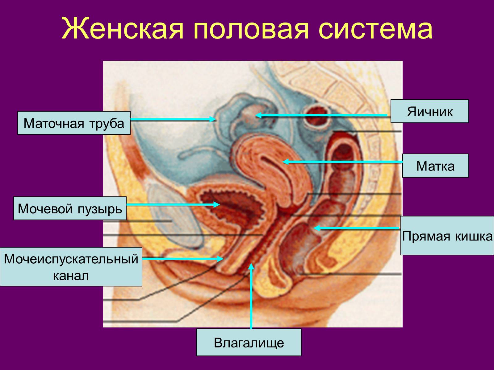 Женская половая система