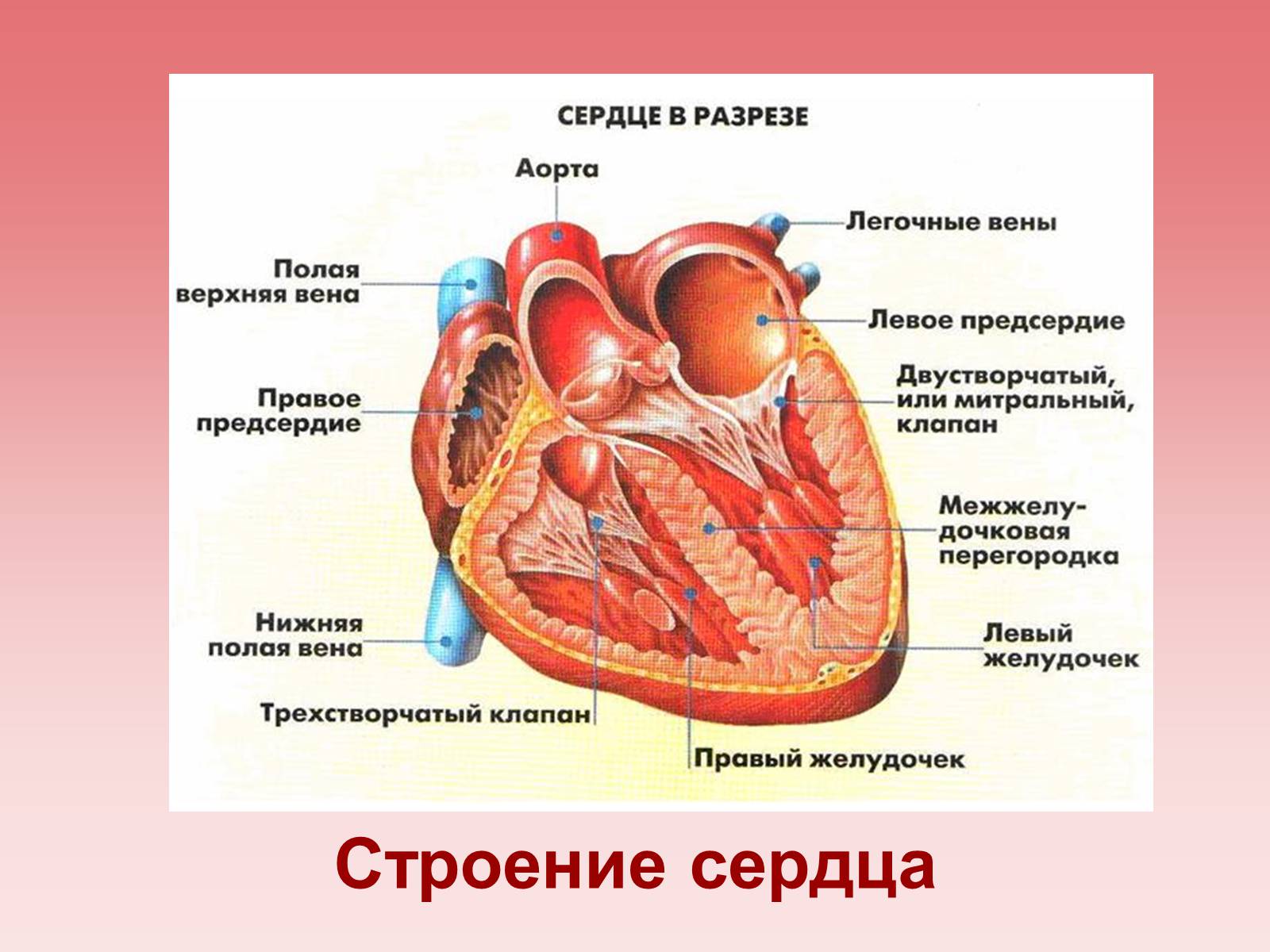 Предсердие у животных. Схема внутреннего строения сердца. Строение сердца человека анатомия. Структуры сердца в разрезе. Внутренне строение сердца на фронтальном разрезе.