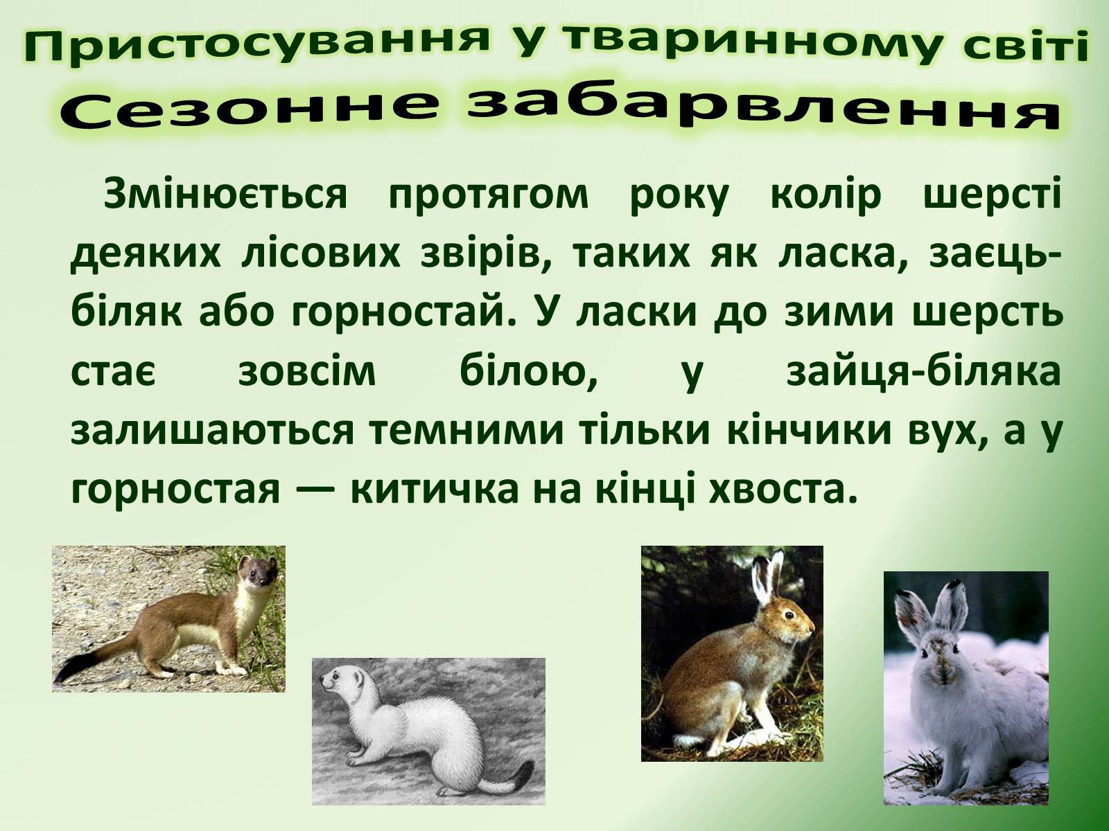 Презентація на тему «Пристосування у тваринному світі та їх відносний характер» - Слайд #11