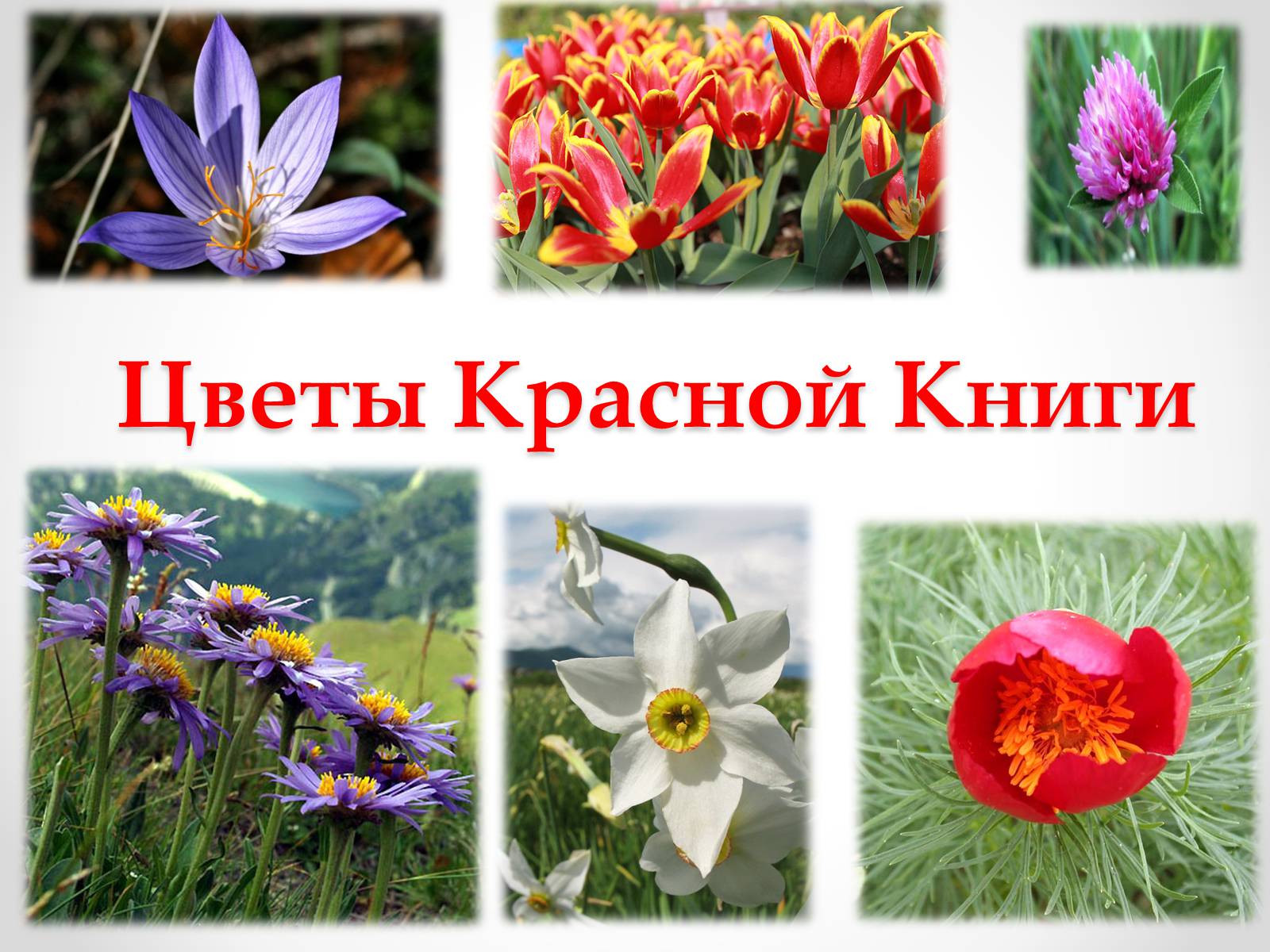 Презентація на тему «Красная Книга Украины» (варіант 1) - Слайд #3