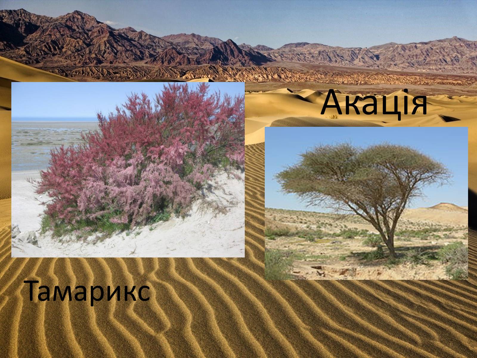 Презентація на тему «Пустелі та напівпустелі» - Слайд #10