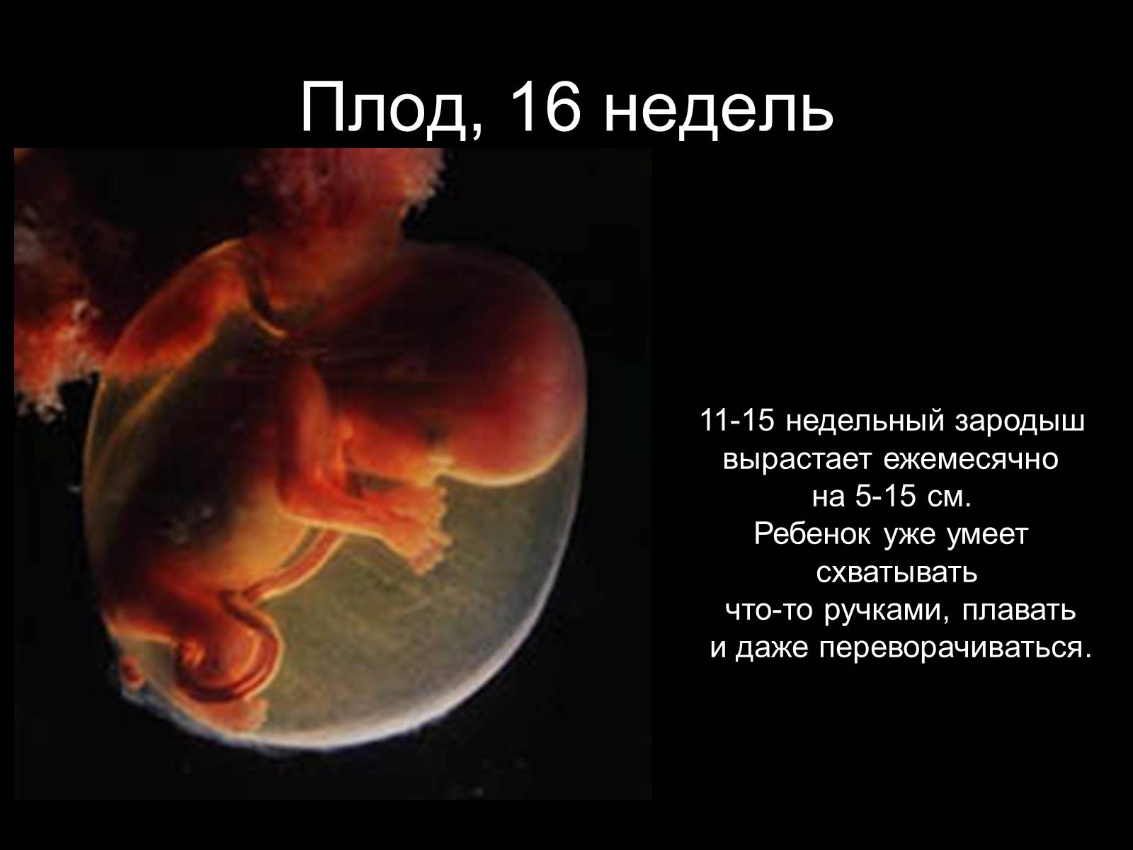 Эмбрион на 16 неделе беременности