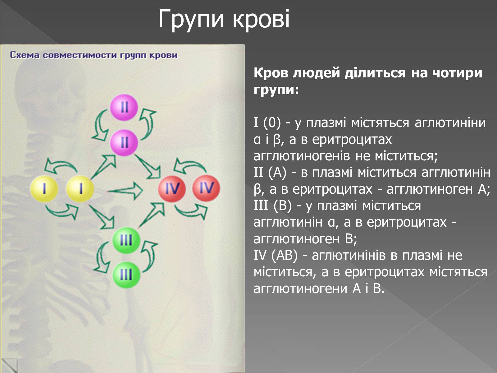 Презентація на тему «Кровоносна система» (варіант 2) - Слайд #7