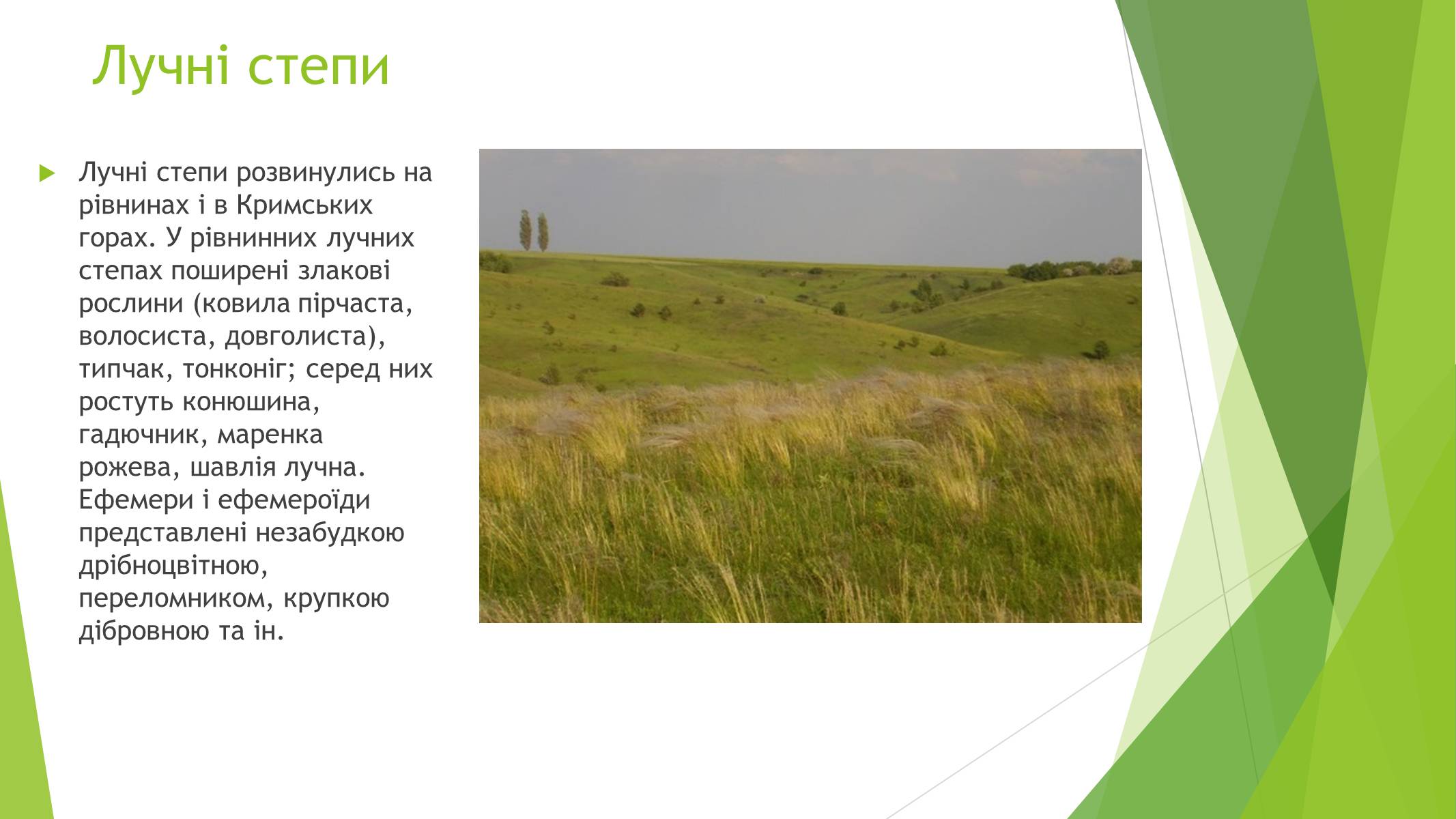Презентація на тему «Рослинний покрив України» (варіант 1) - Слайд #13