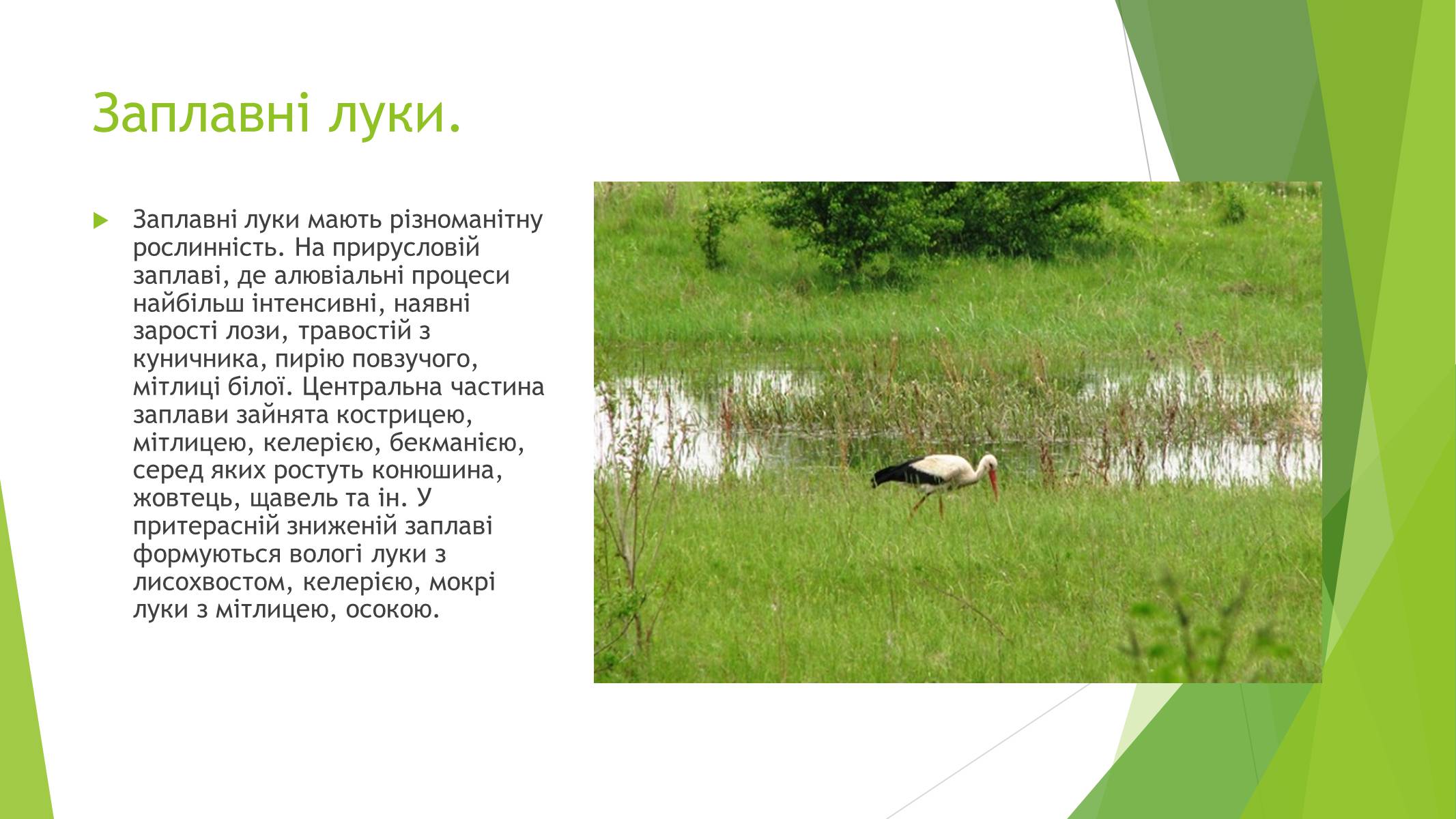 Презентація на тему «Рослинний покрив України» (варіант 1) - Слайд #16
