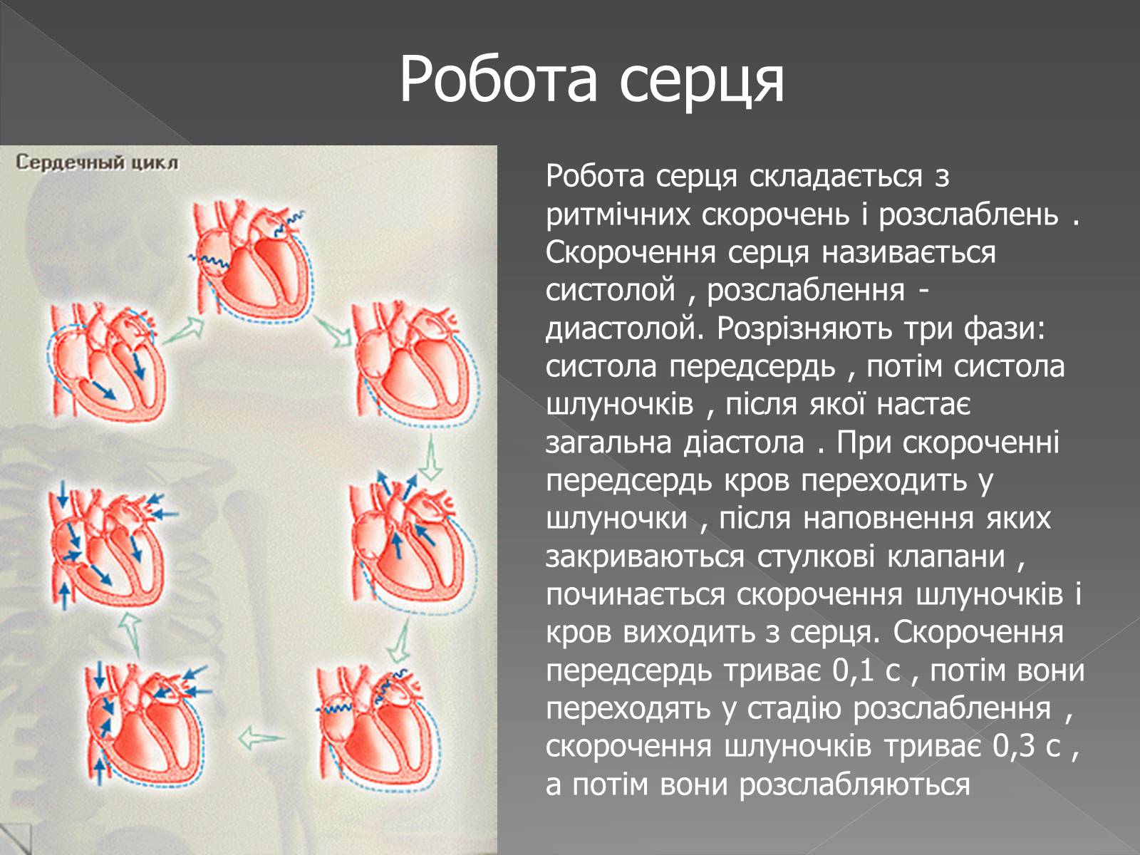 Презентація на тему «Кровоносна система» (варіант 2) - Слайд #14