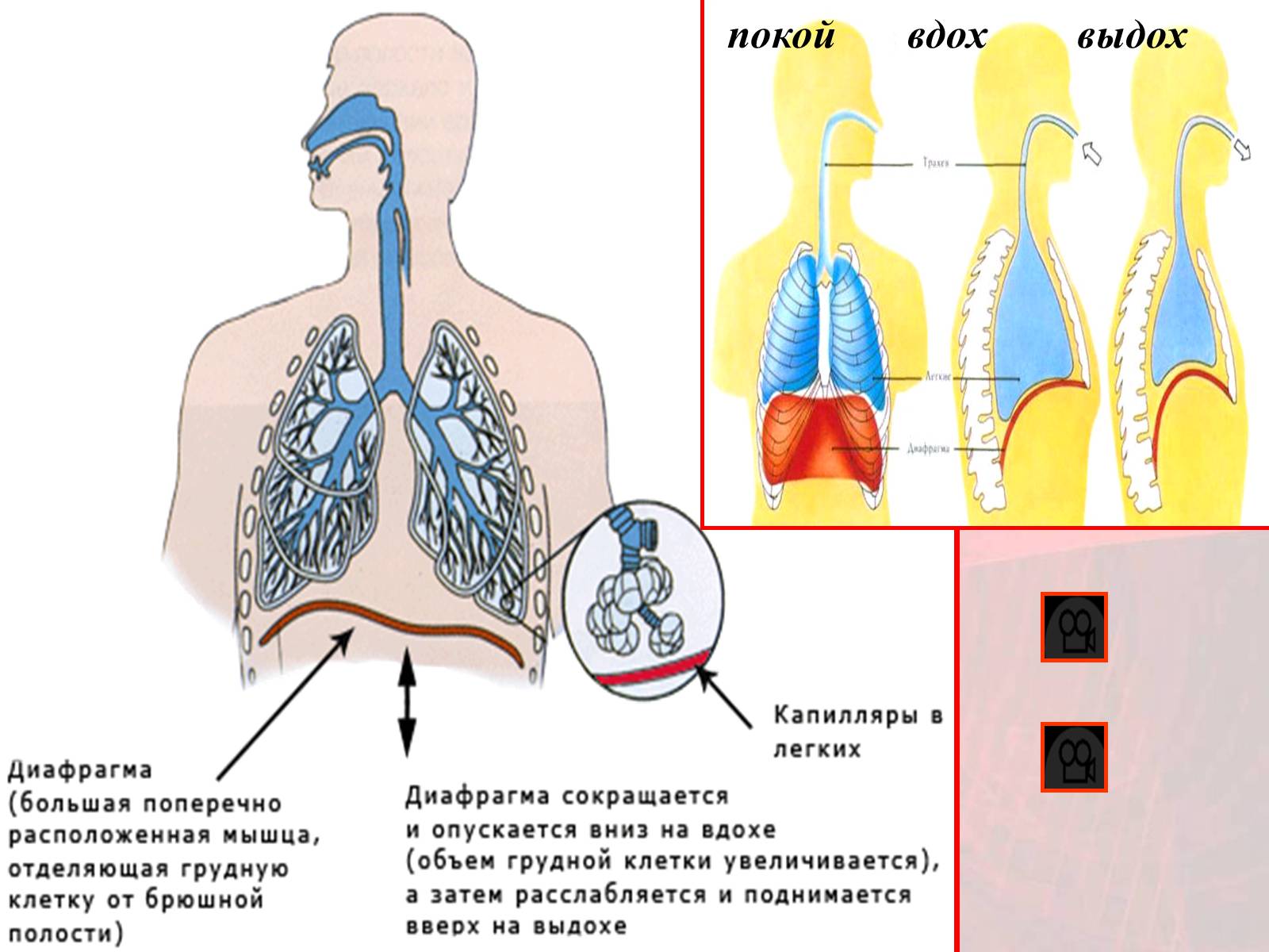Презентація на тему «Газообмен в лёгких и тканях» - Слайд #5