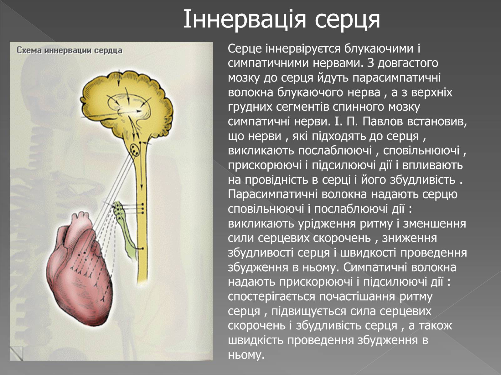 Презентація на тему «Кровоносна система» (варіант 2) - Слайд #16