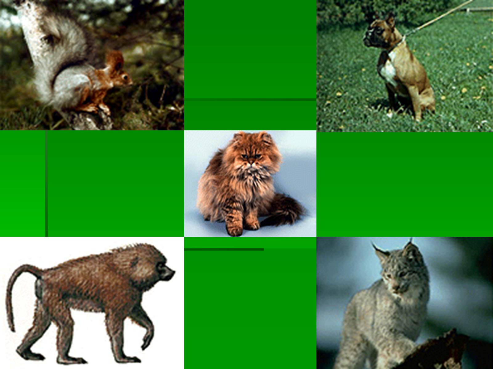 Презентація на тему «Млекопитающие» (варіант 1) - Слайд #8