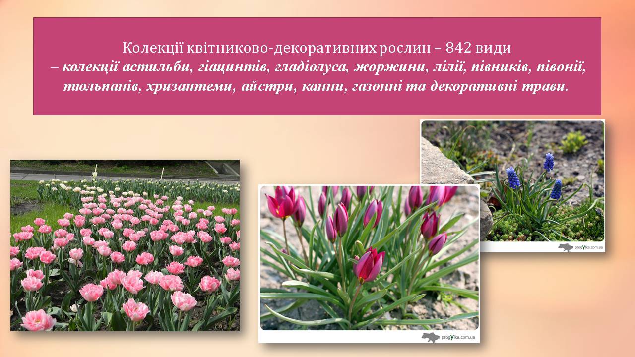 Презентація на тему «Національний ботанічний сад імені Гришка» - Слайд #11