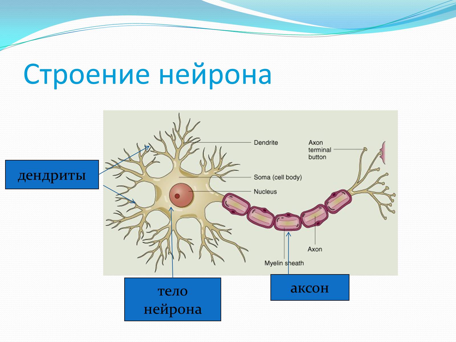 Презентація на тему «Нервная система человека» - Слайд #10