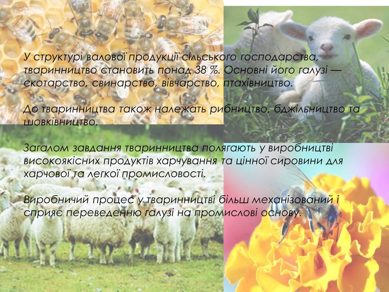 Презентація на тему «Тваринництво України» - Слайд #2