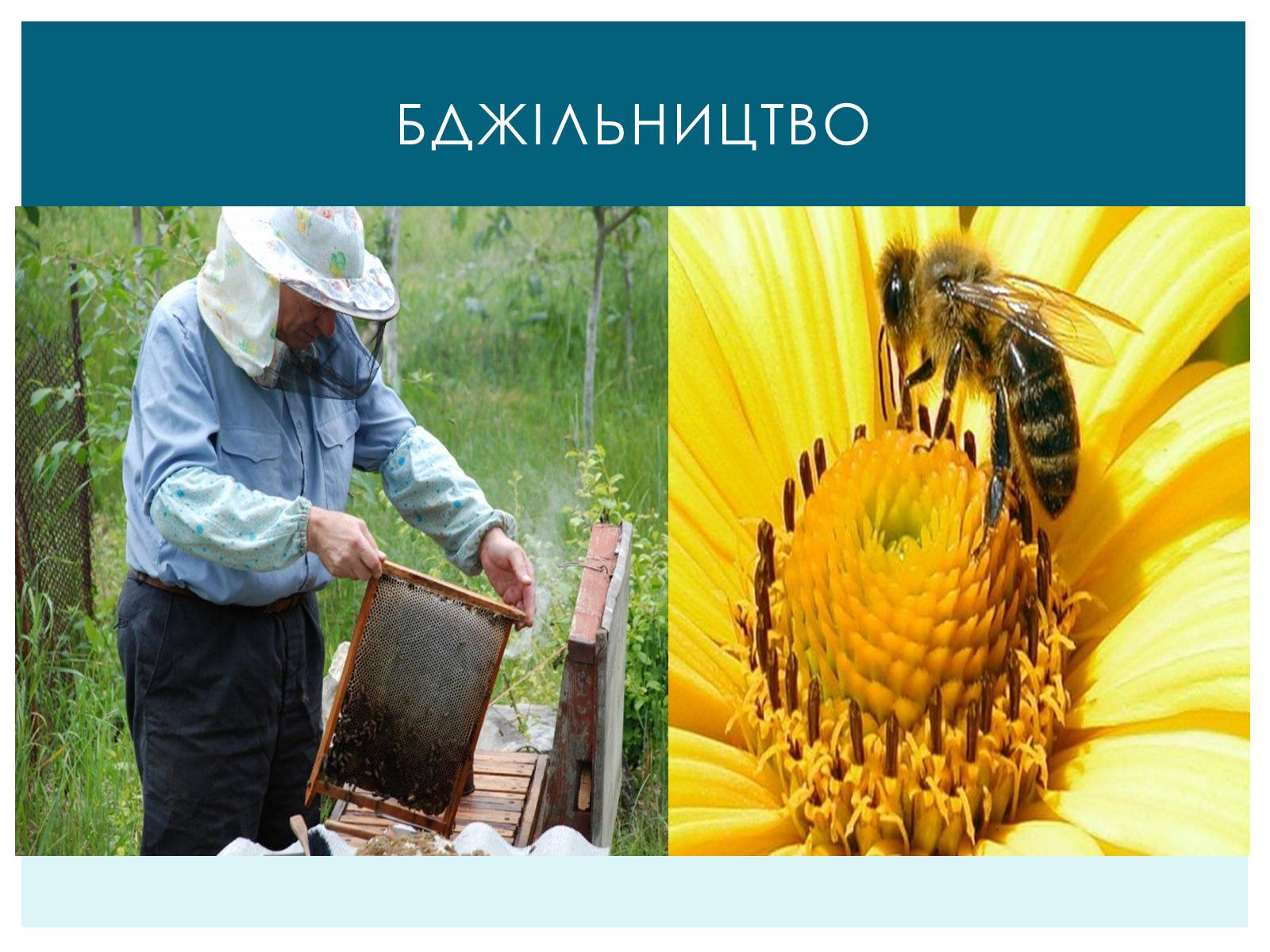 Презентація на тему «Тваринництво України» - Слайд #6