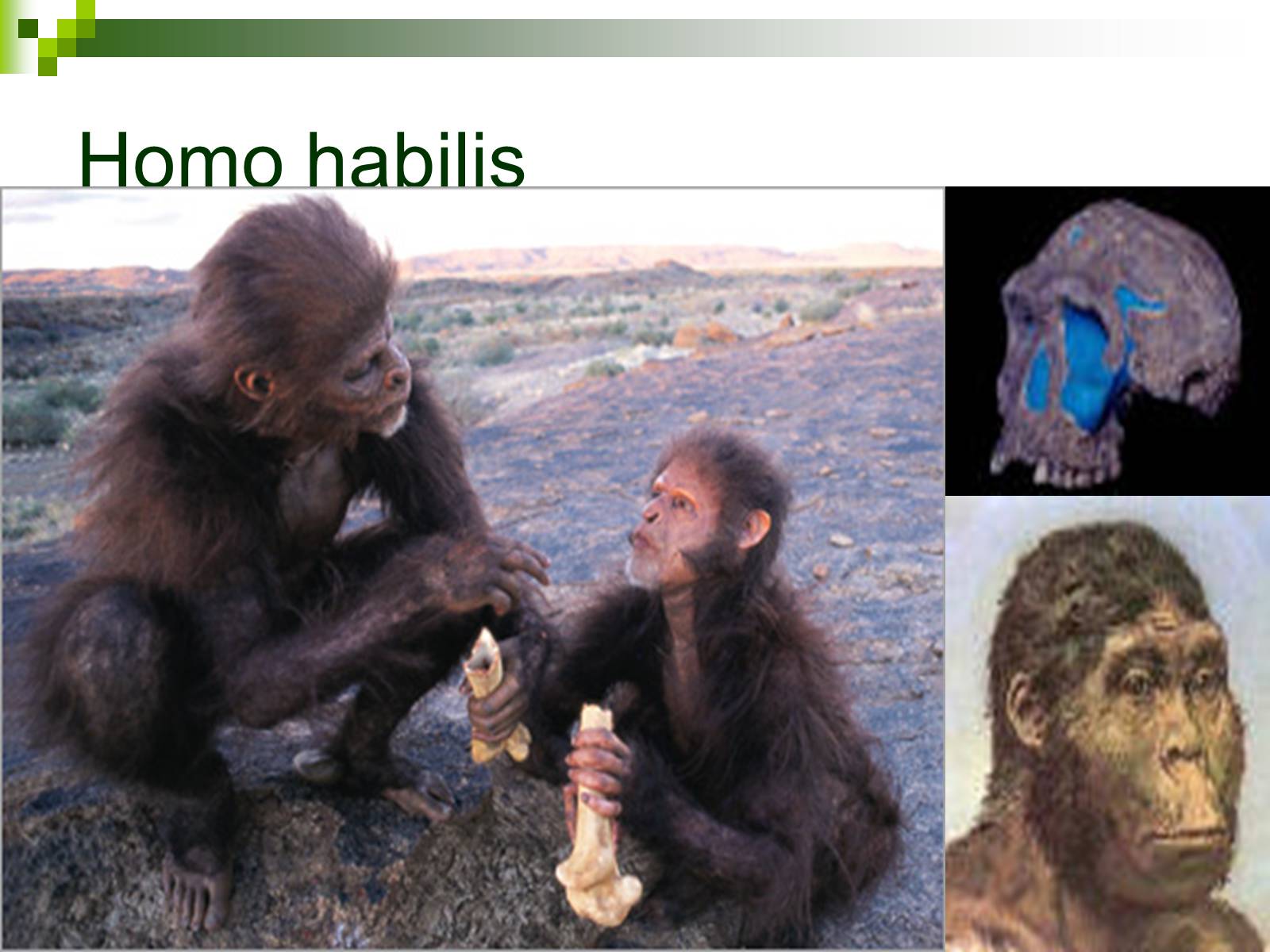 Презентація на тему «Происхождение и эволюция человека» - Слайд #34