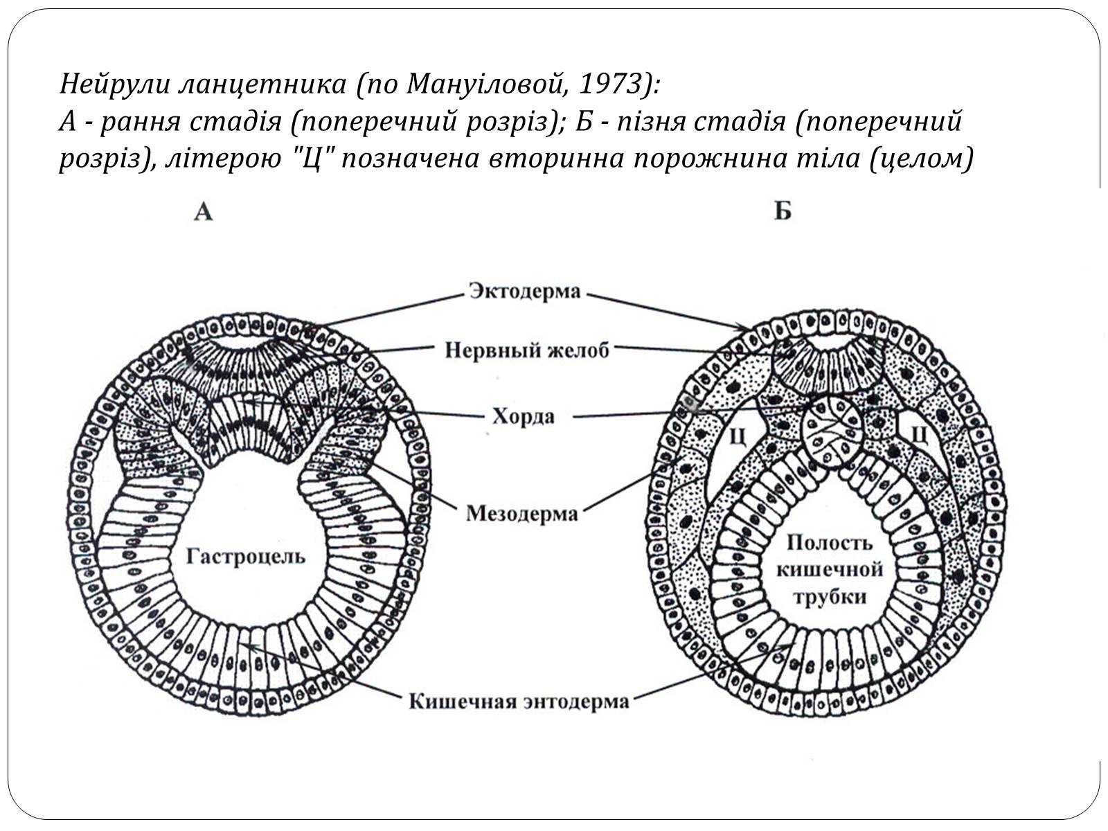 Стадии эмбриогенеза нейрула