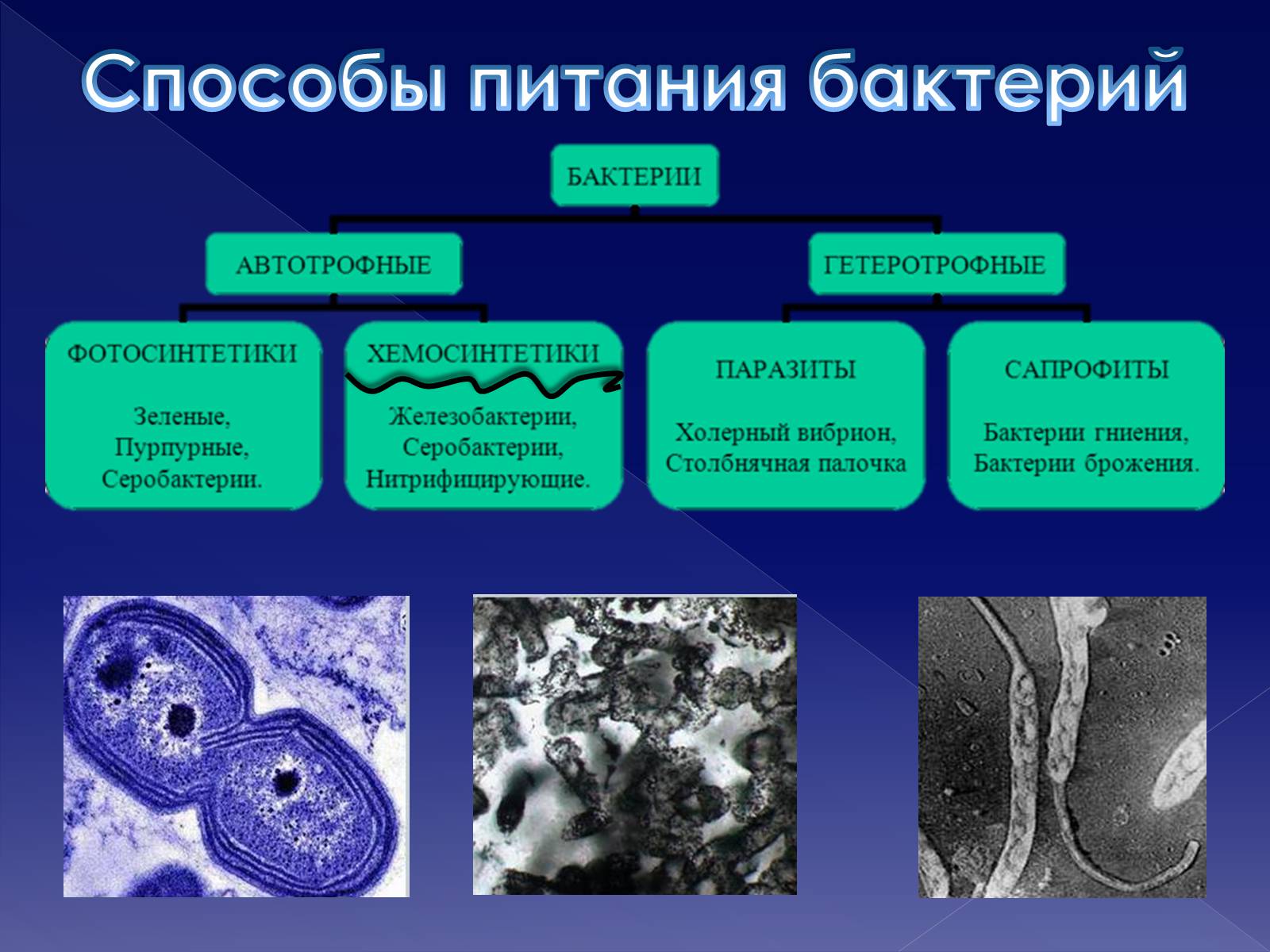 Презентація на тему «Хемосинтетики» - Слайд #2
