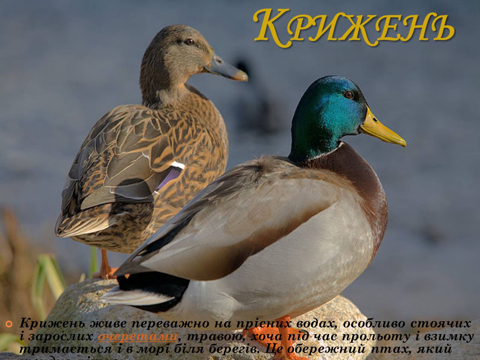 Презентація на тему «Рослинний покрив України» (варіант 2) - Слайд #51