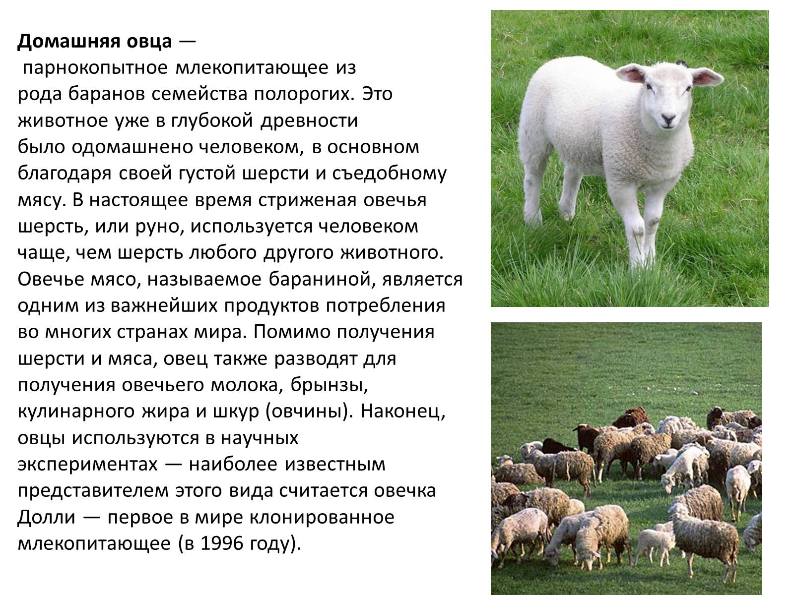 Презентація на тему «Породы овец» - Слайд #2