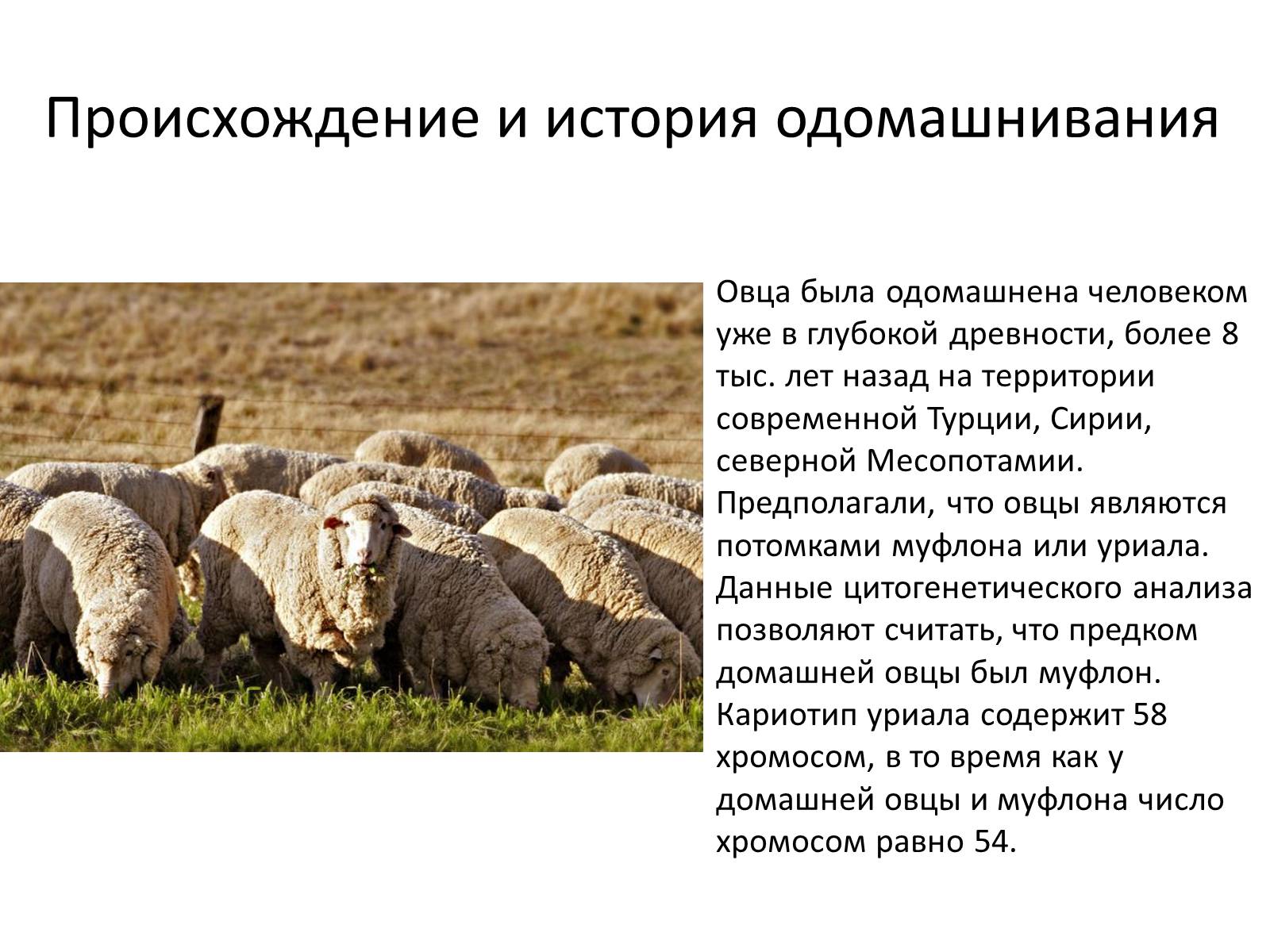 Презентація на тему «Породы овец» - Слайд #3
