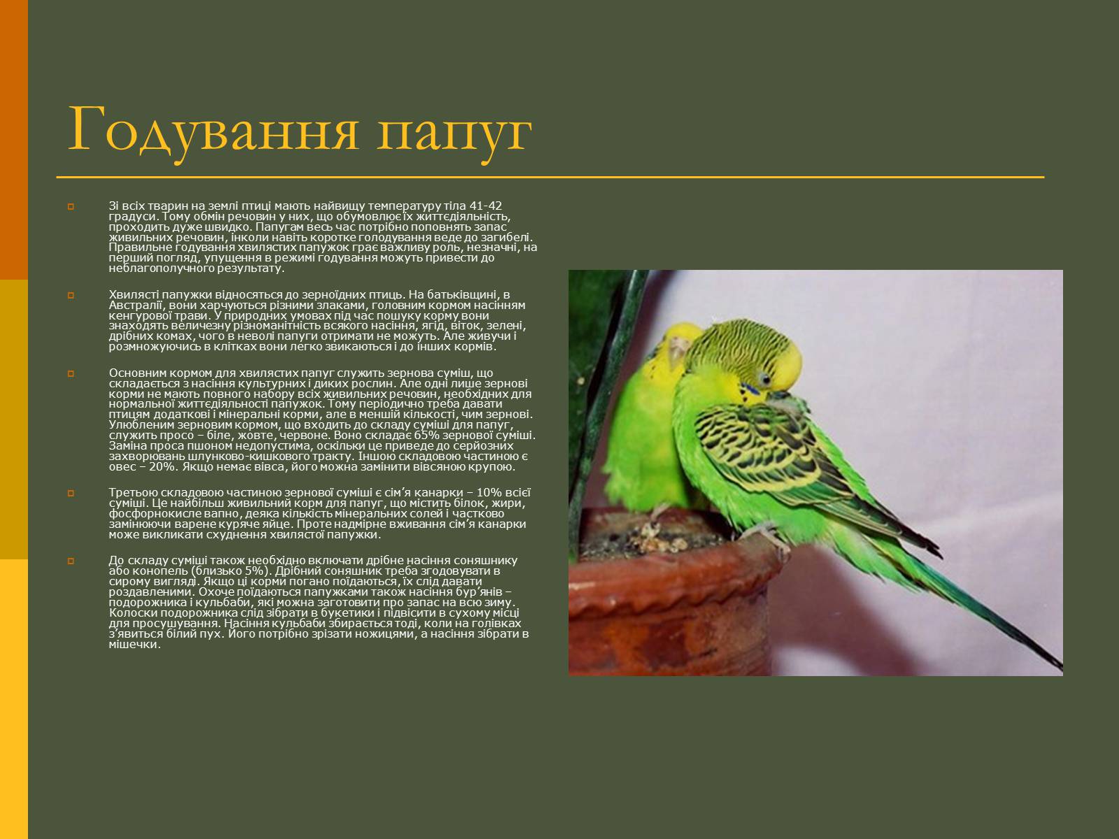 Презентація на тему «Хвилясті папуги та все про них» - Слайд #5