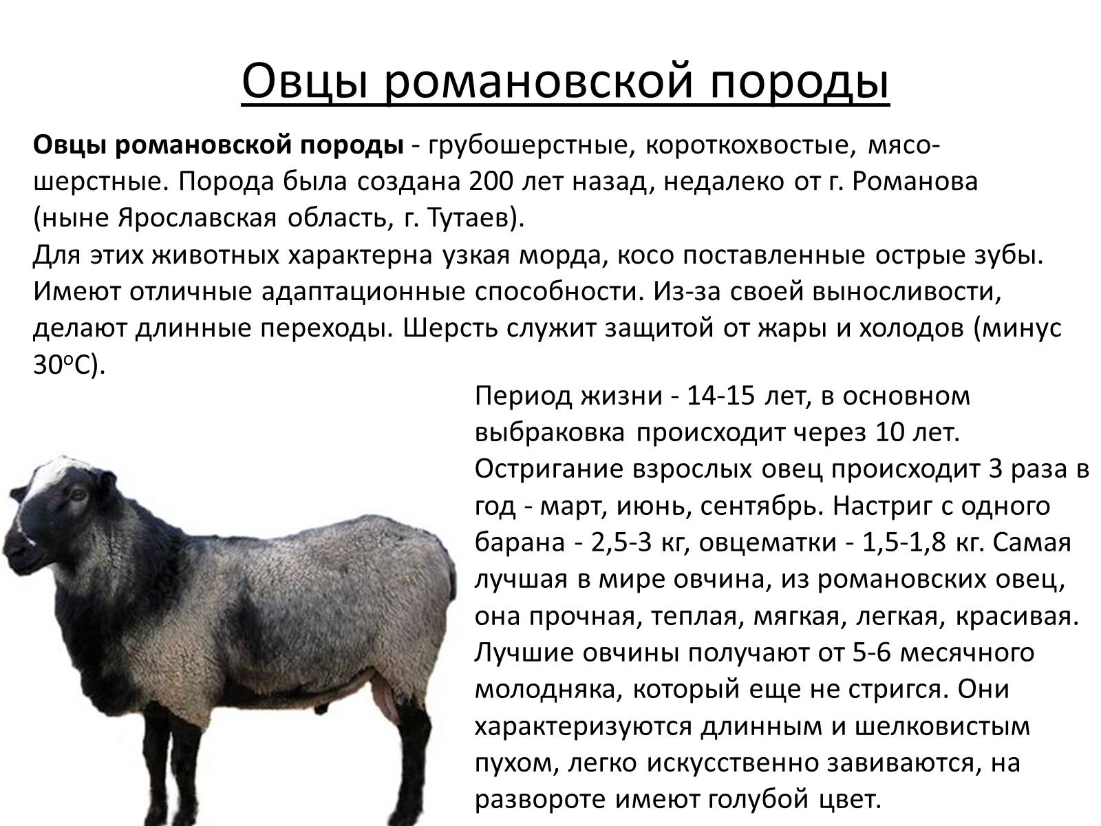 Сколько вес барана. Грубошерстные породы овец Романовская. Романовская порода овец вес. Романовская порода овец скрещивание. Романовская порода овец 3d.