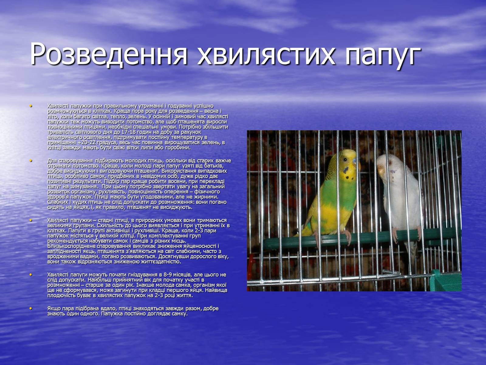Презентація на тему «Хвилясті папуги та все про них» - Слайд #8