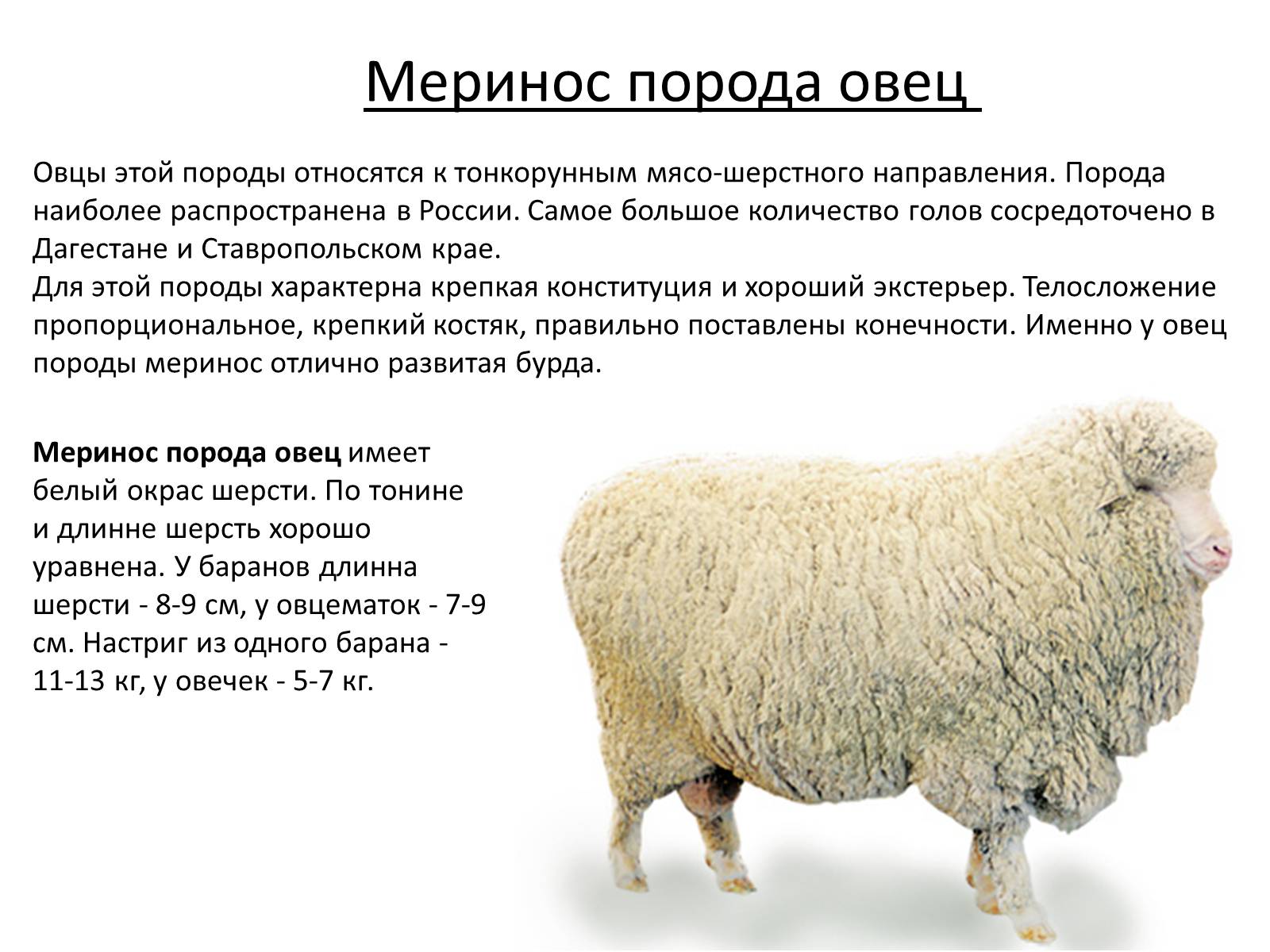 Презентація на тему «Породы овец» - Слайд #10