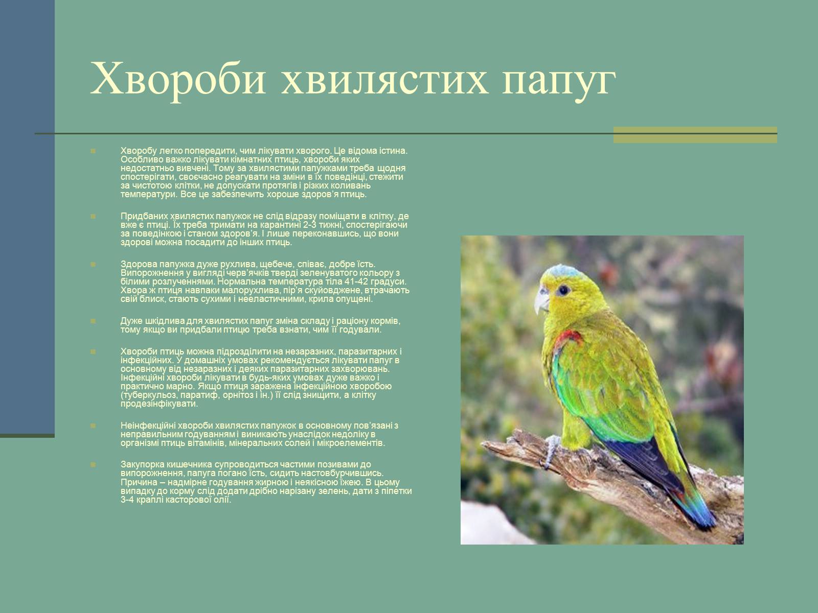 Презентація на тему «Хвилясті папуги та все про них» - Слайд #10