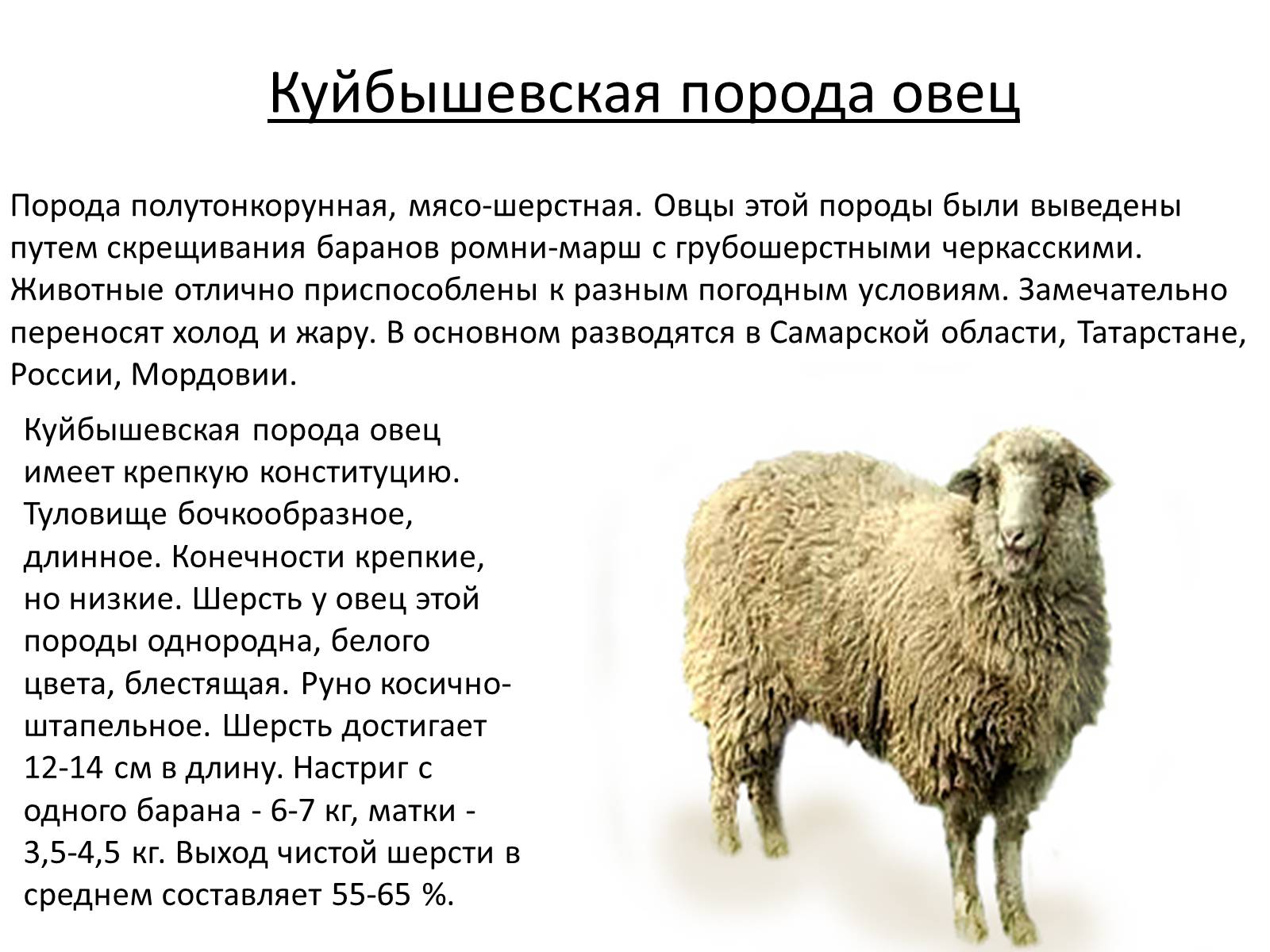 Презентація на тему «Породы овец» - Слайд #11
