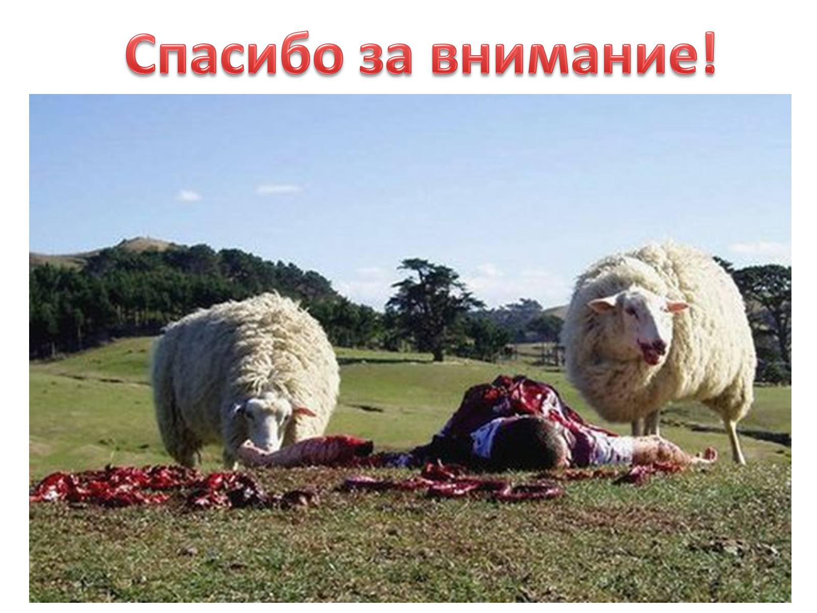 Шутки про овец