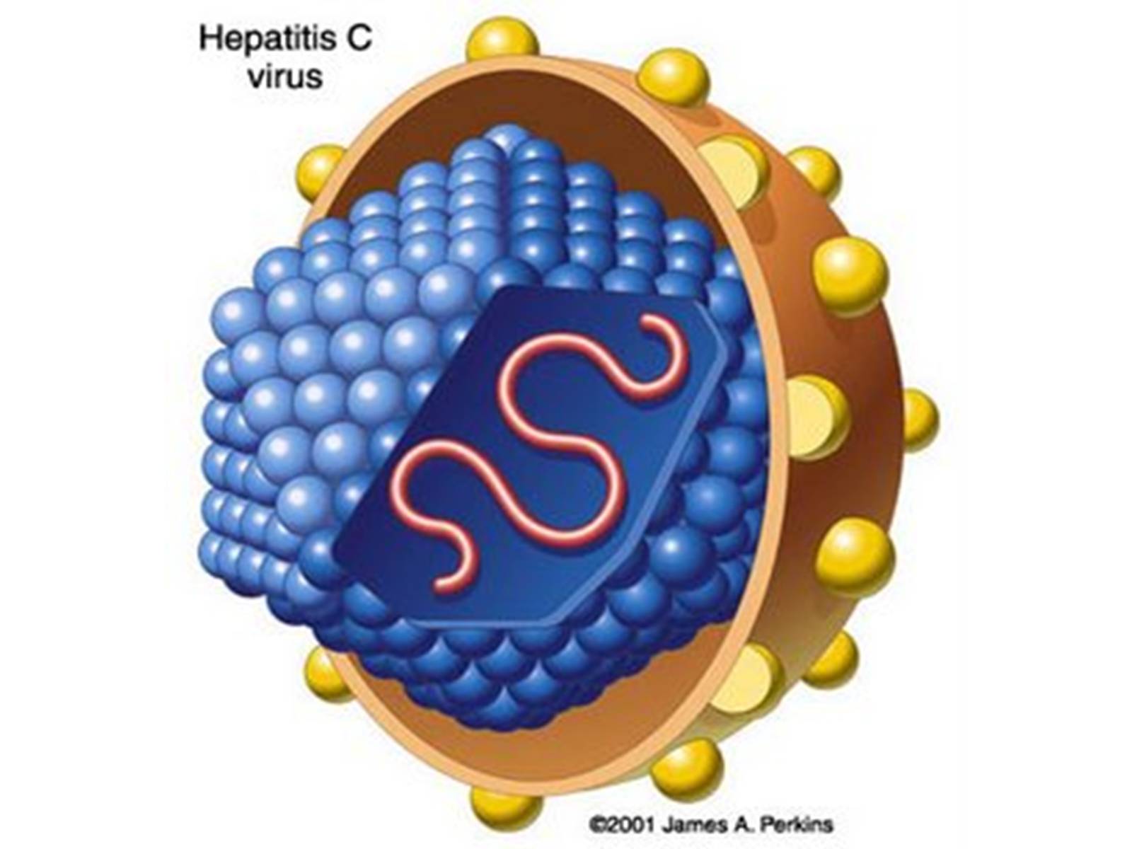 Презентація на тему «Вирусный гепатит» - Слайд #14