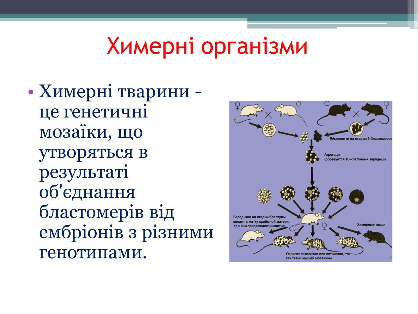Презентація на тему «Основні напрямки сучасної біотехнології» (варіант 3) - Слайд #9