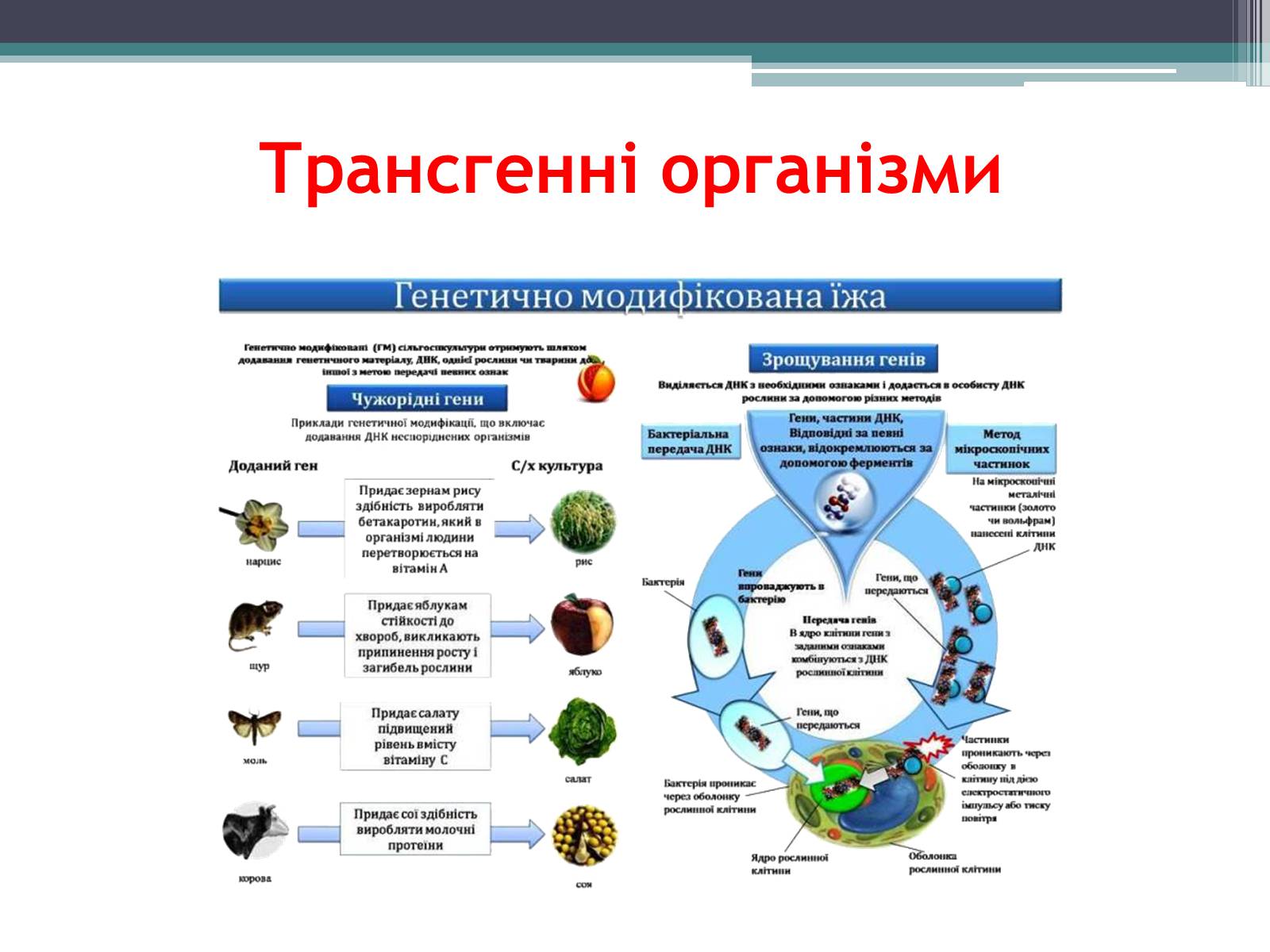 Презентація на тему «Основні напрямки сучасної біотехнології» (варіант 3) - Слайд #10