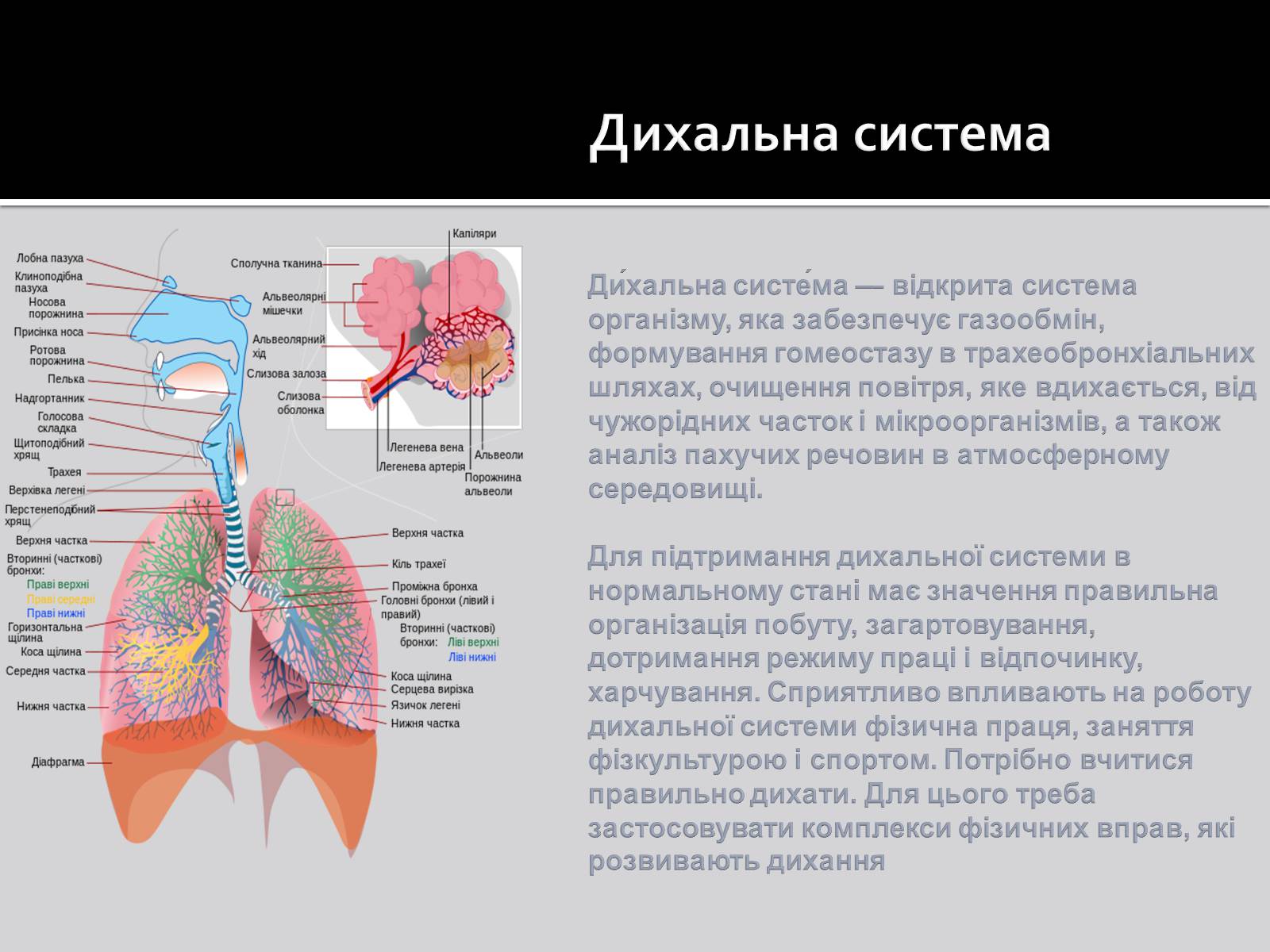 Презентація на тему «Дихальна система» (варіант 1) - Слайд #3