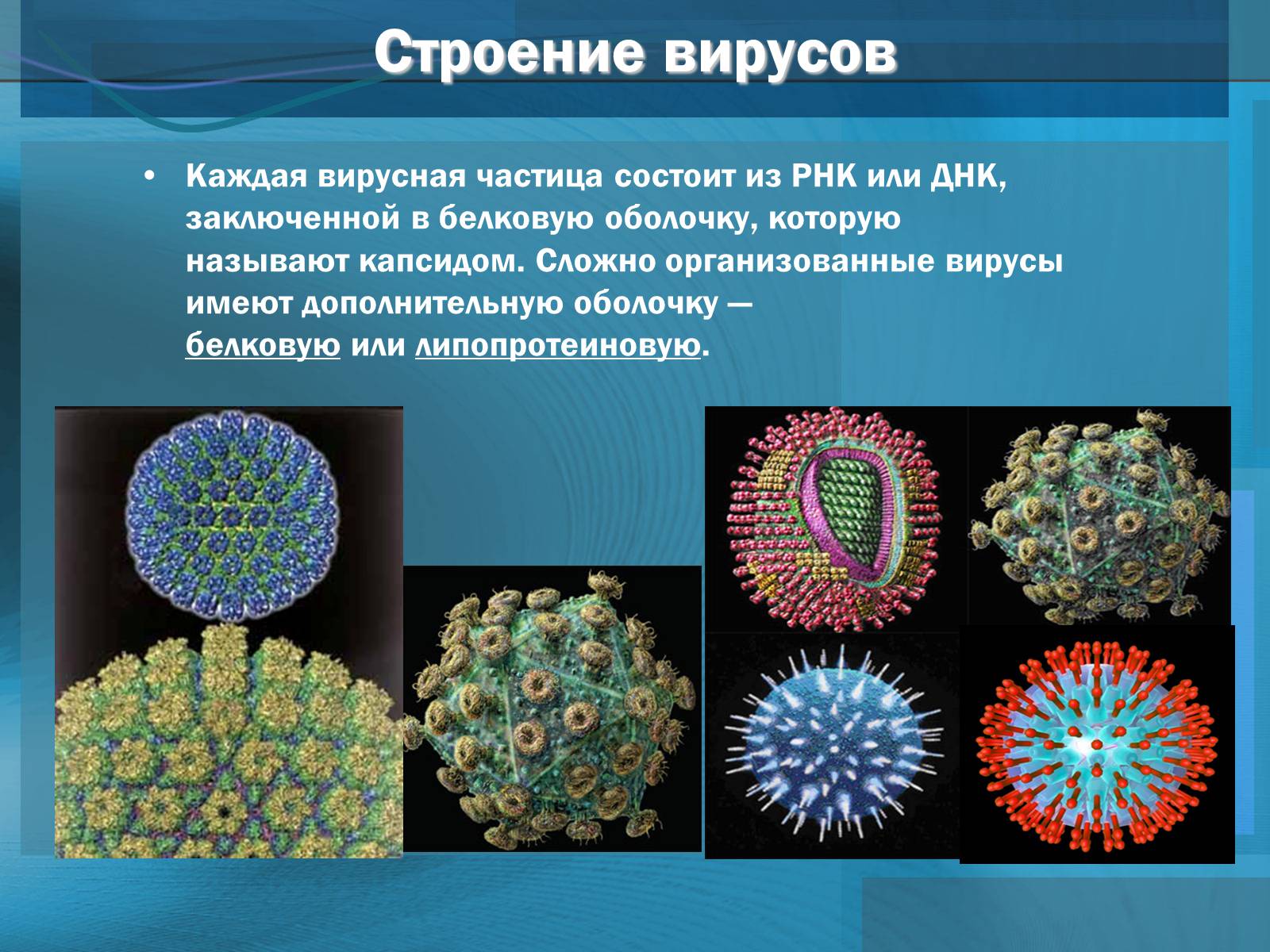 Вирусы биология