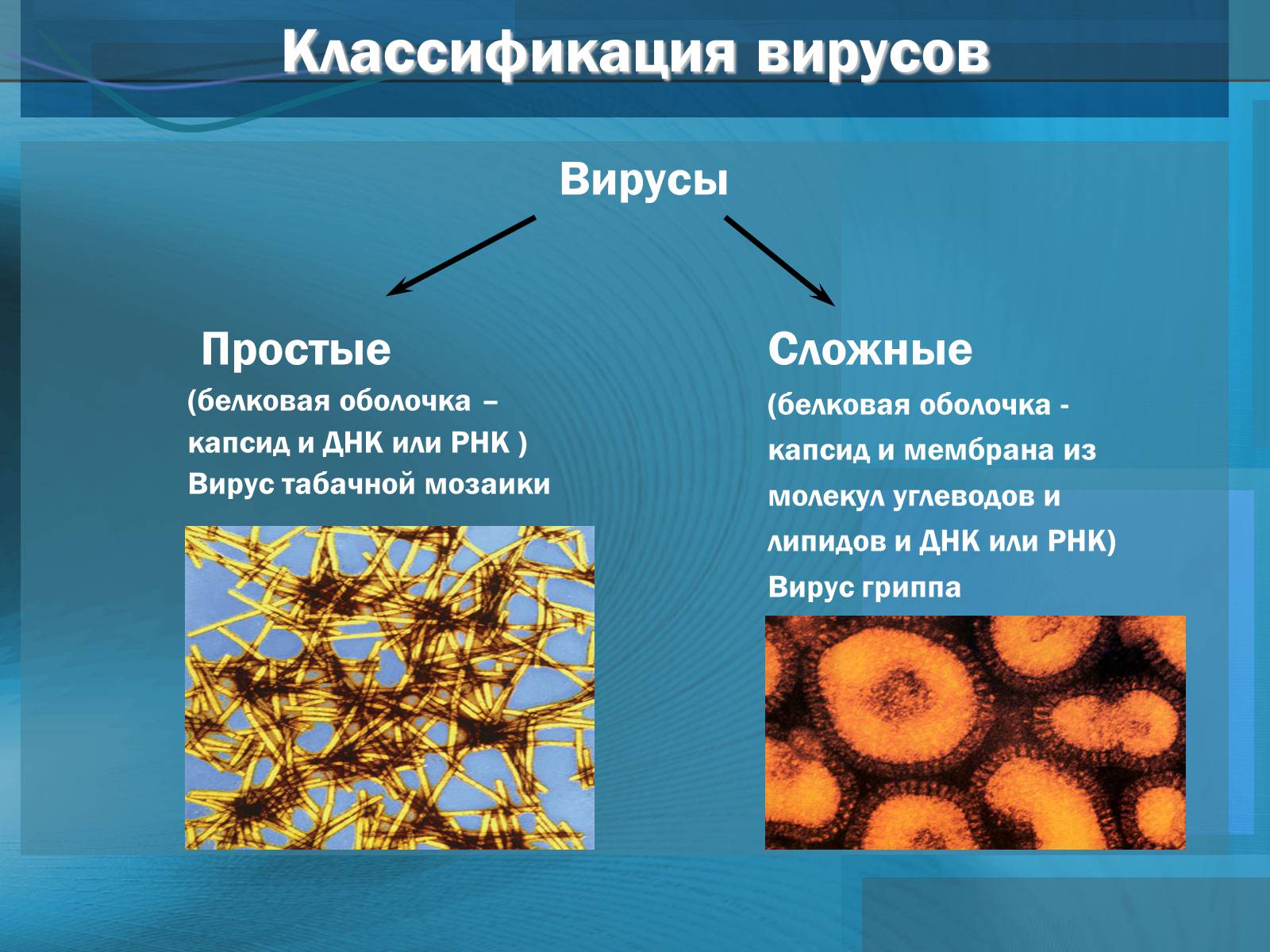 Биология 9 класс вирус коронавирус