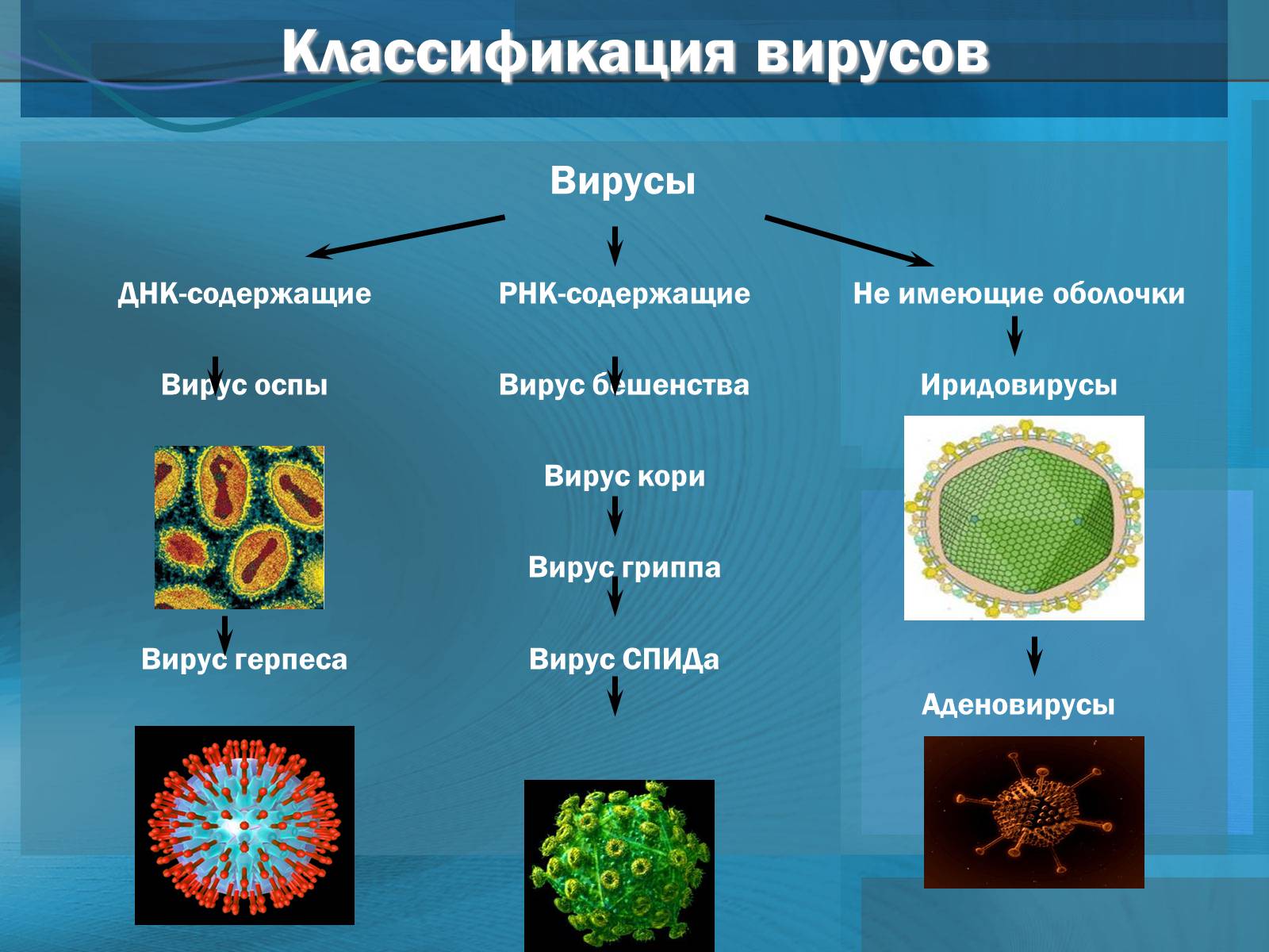 Типы вирусов биология