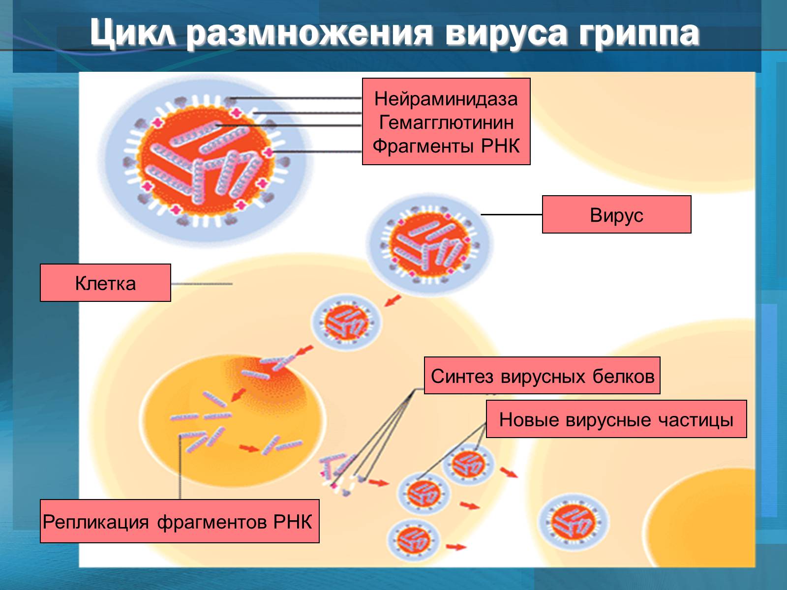 Действие вируса гриппа. Размножение вируса гриппа. Цикл репродукции вирусов. Цикл развития вируса гриппа. Схема репликации вируса гриппа.