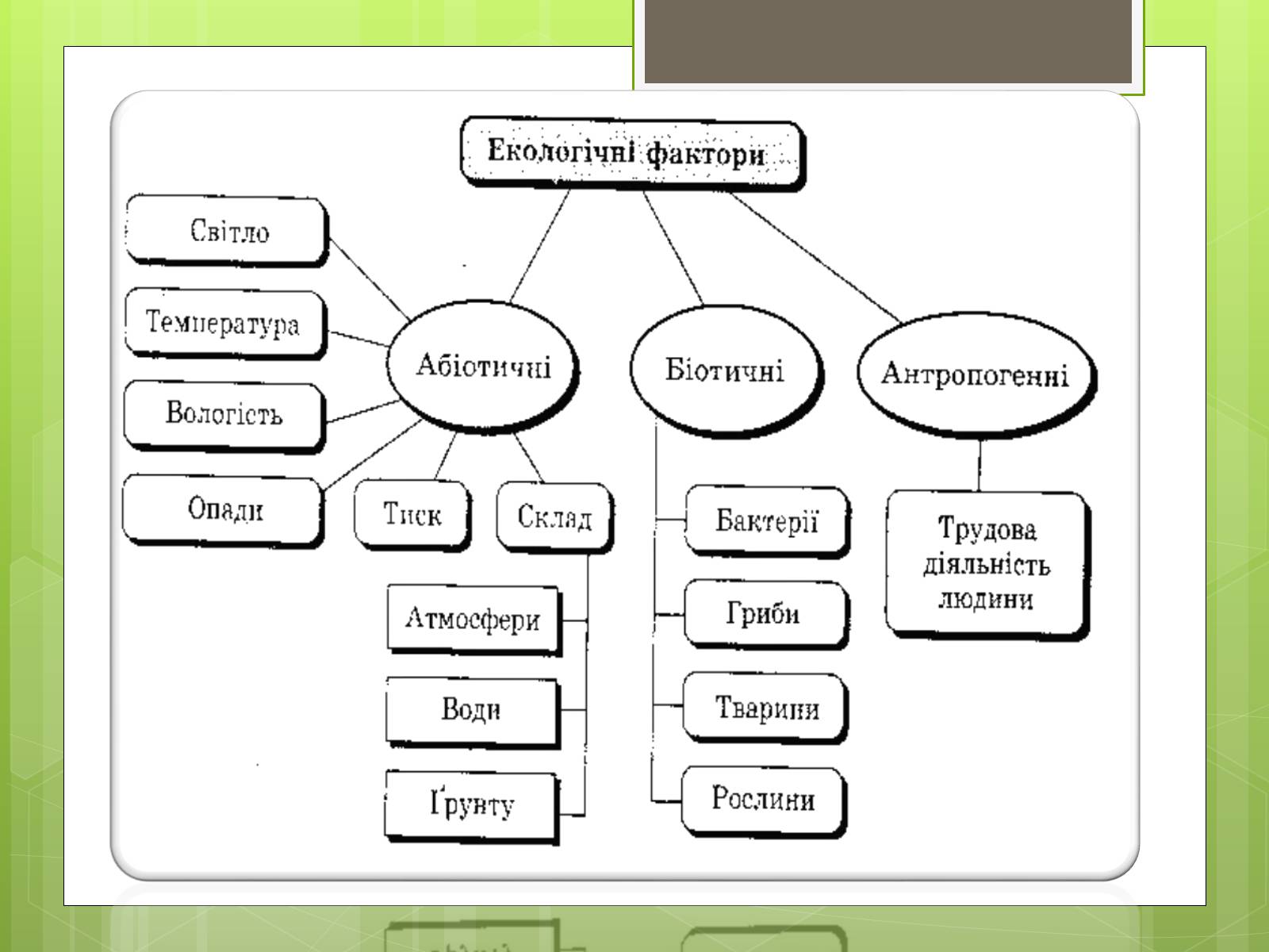 Презентація на тему «Екологічні фактори» (варіант 3) - Слайд #3