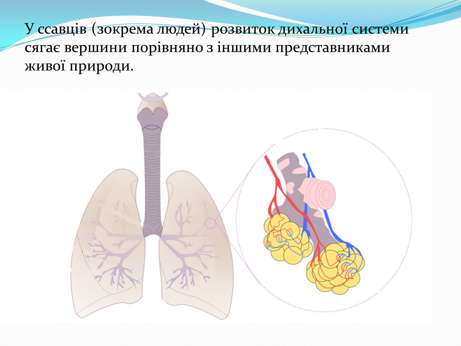 Презентація на тему «Еволюція дихальної системи органів людини» - Слайд #2